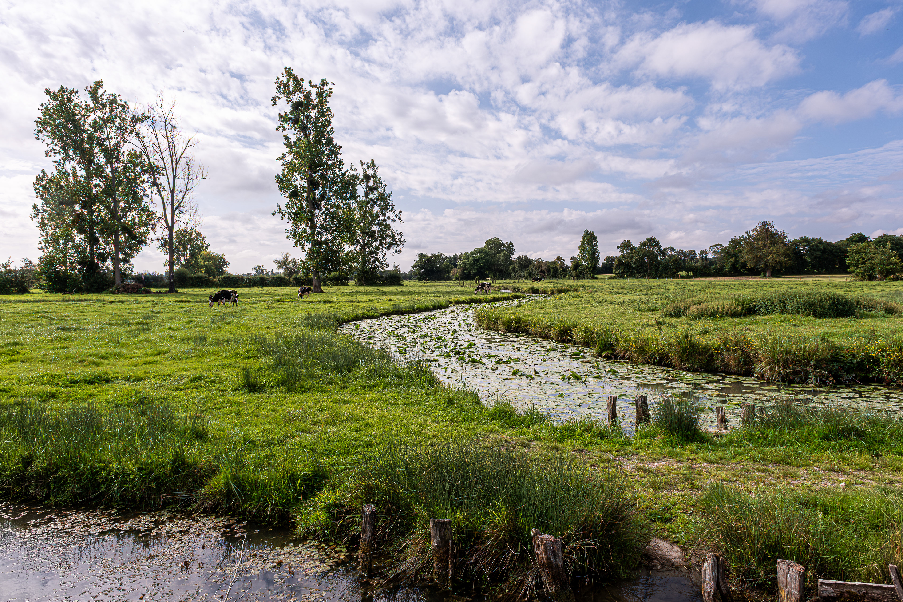 18 - Marais de Bavent, Roncheville