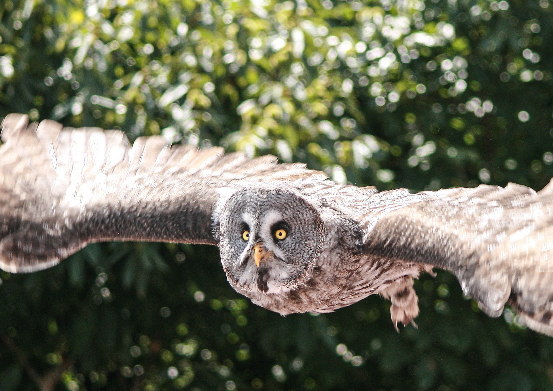 2 - Hibou