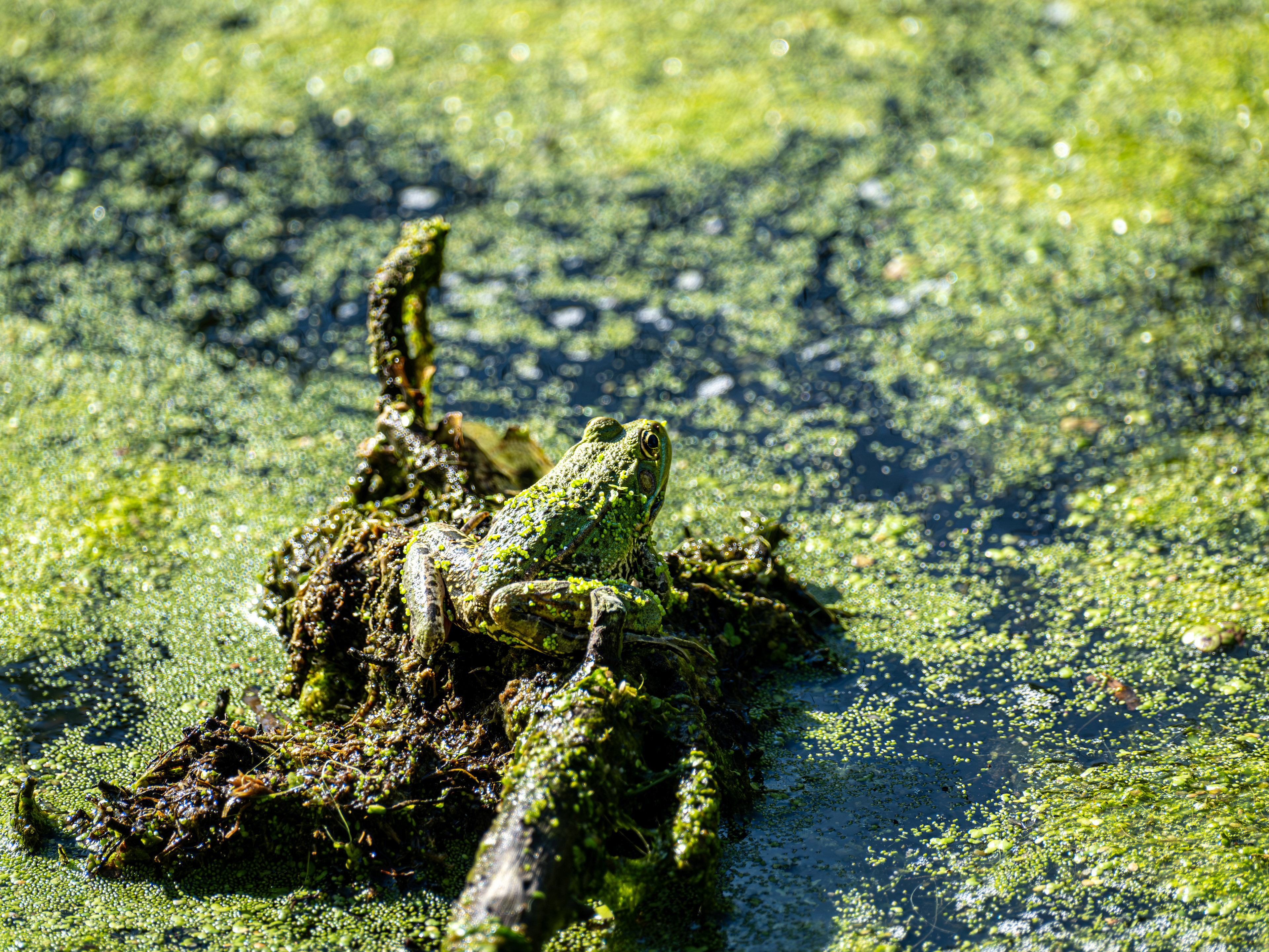 10 - Grenouille