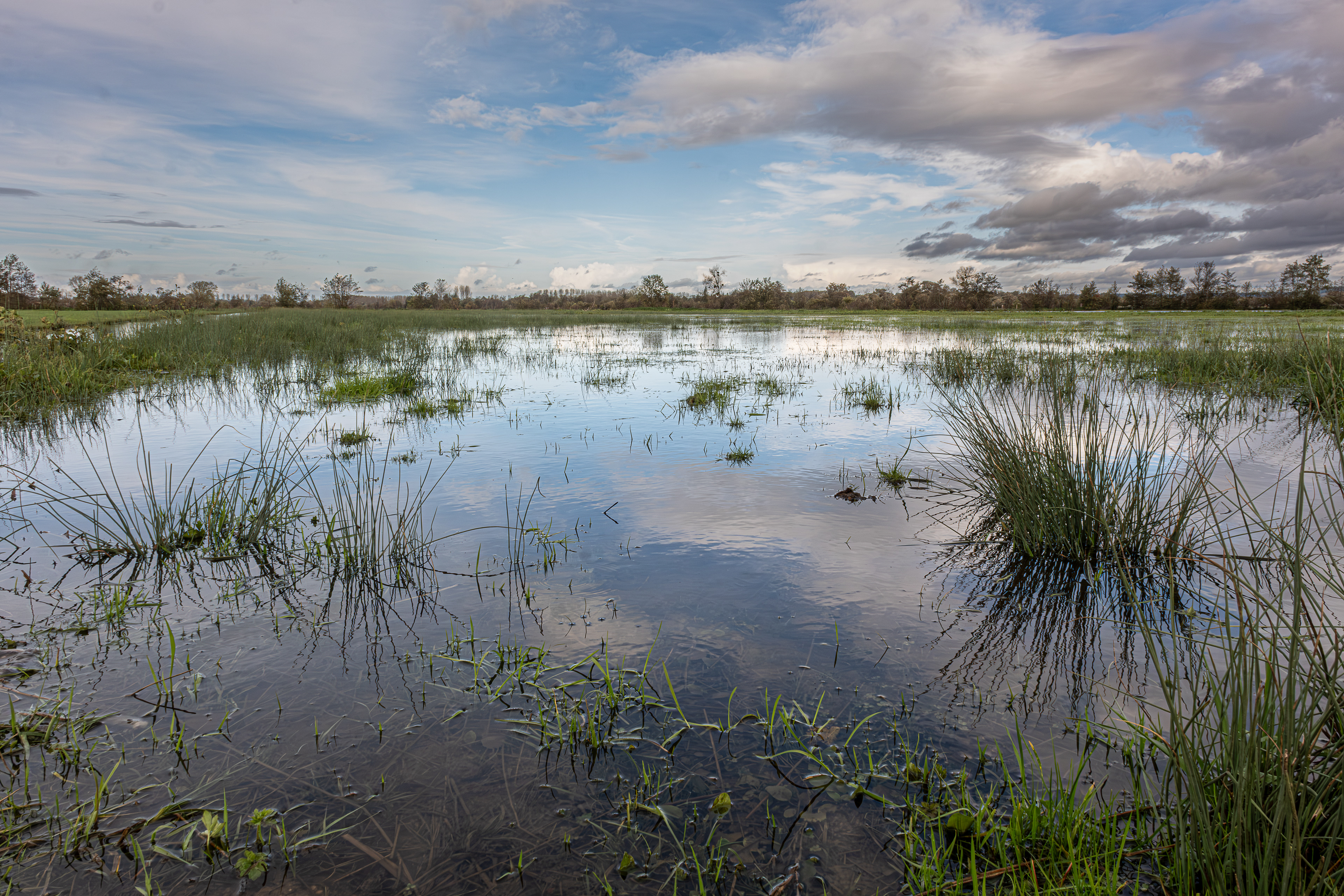 13 - Marais de Bavent, Roncheville