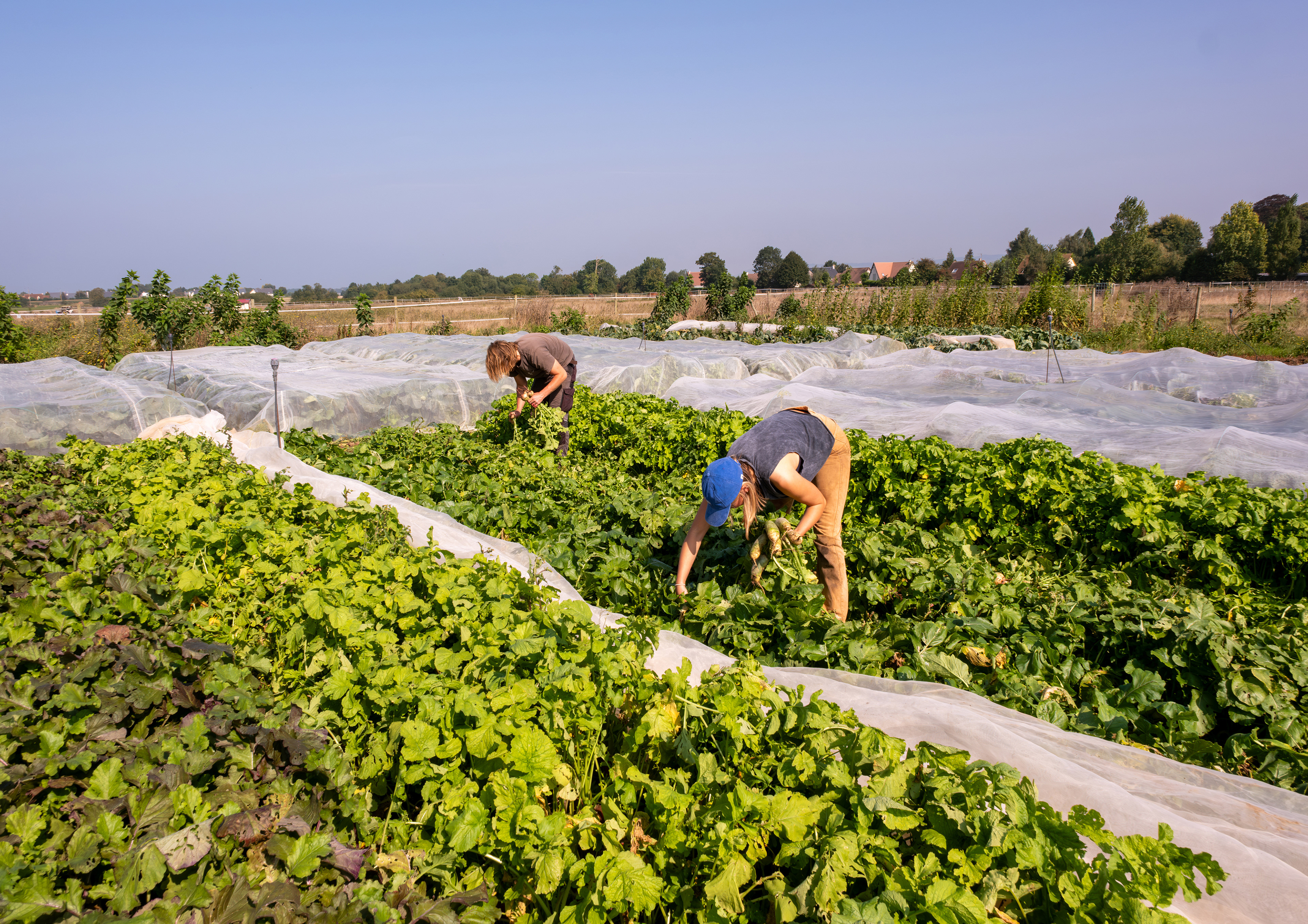 9 - Maraicher les Gonnies - Gonneville en auge