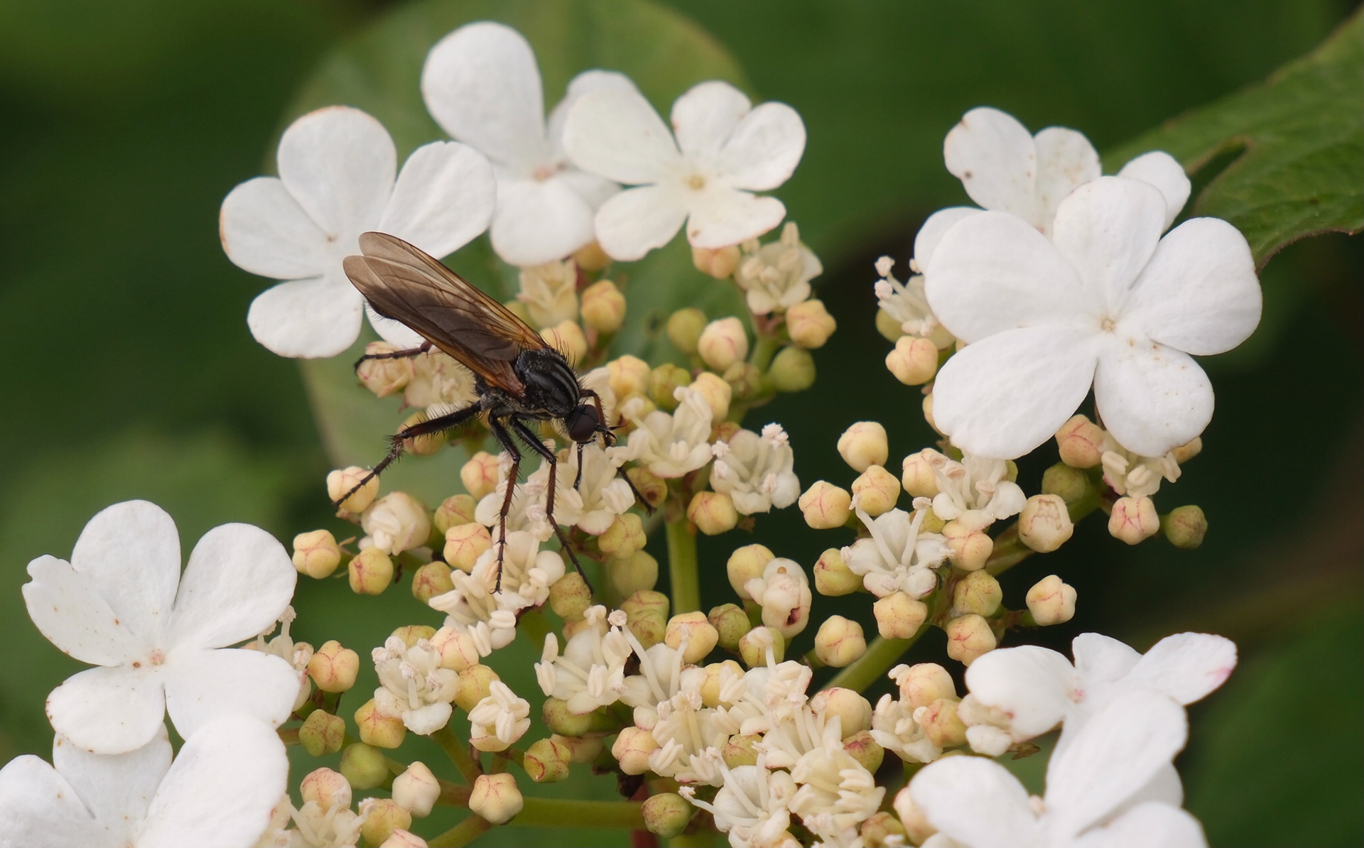 12 - Empis Marqueté (à confirmer)