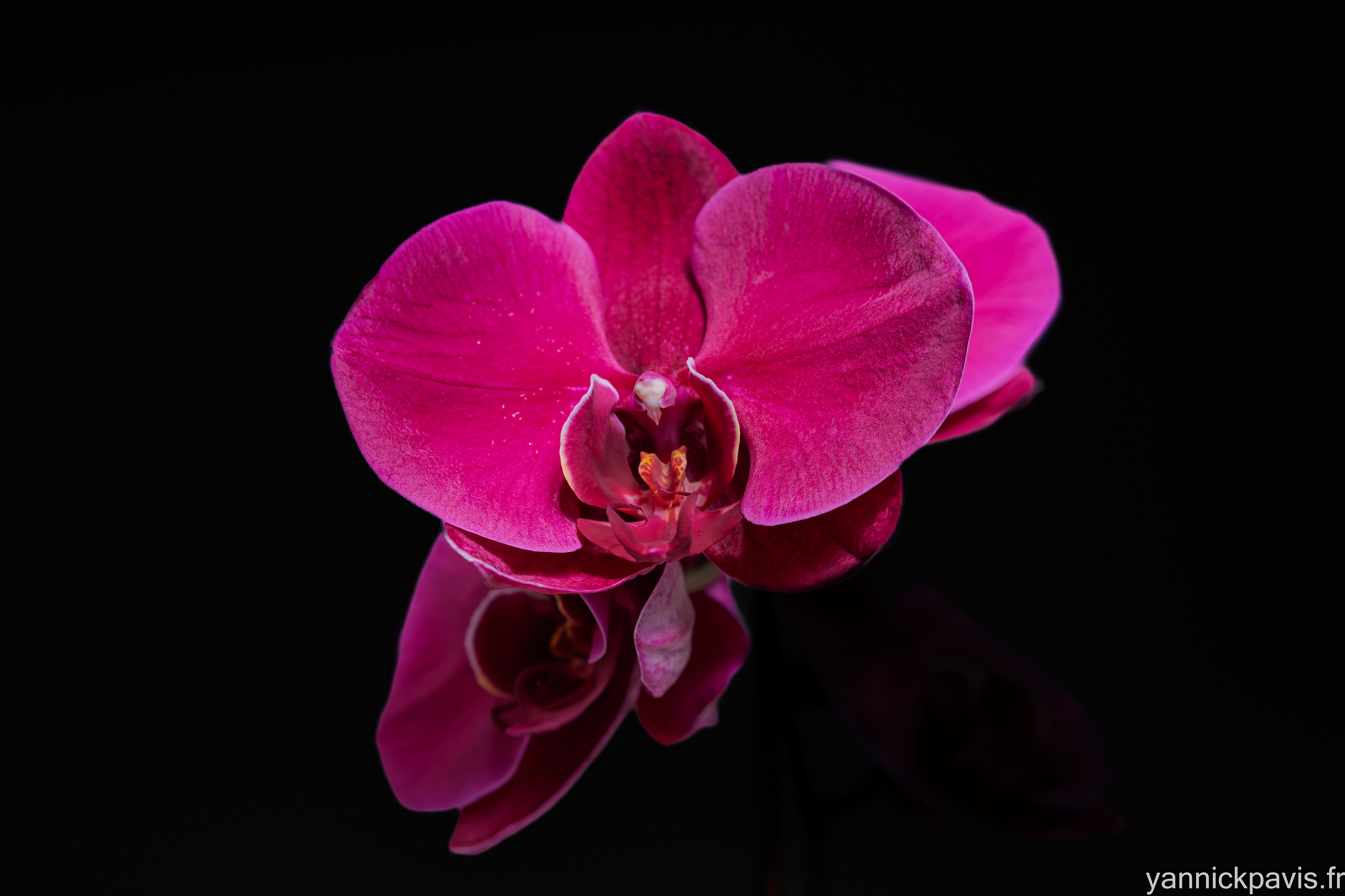 24 - Orchidée Phalaenopsis-2