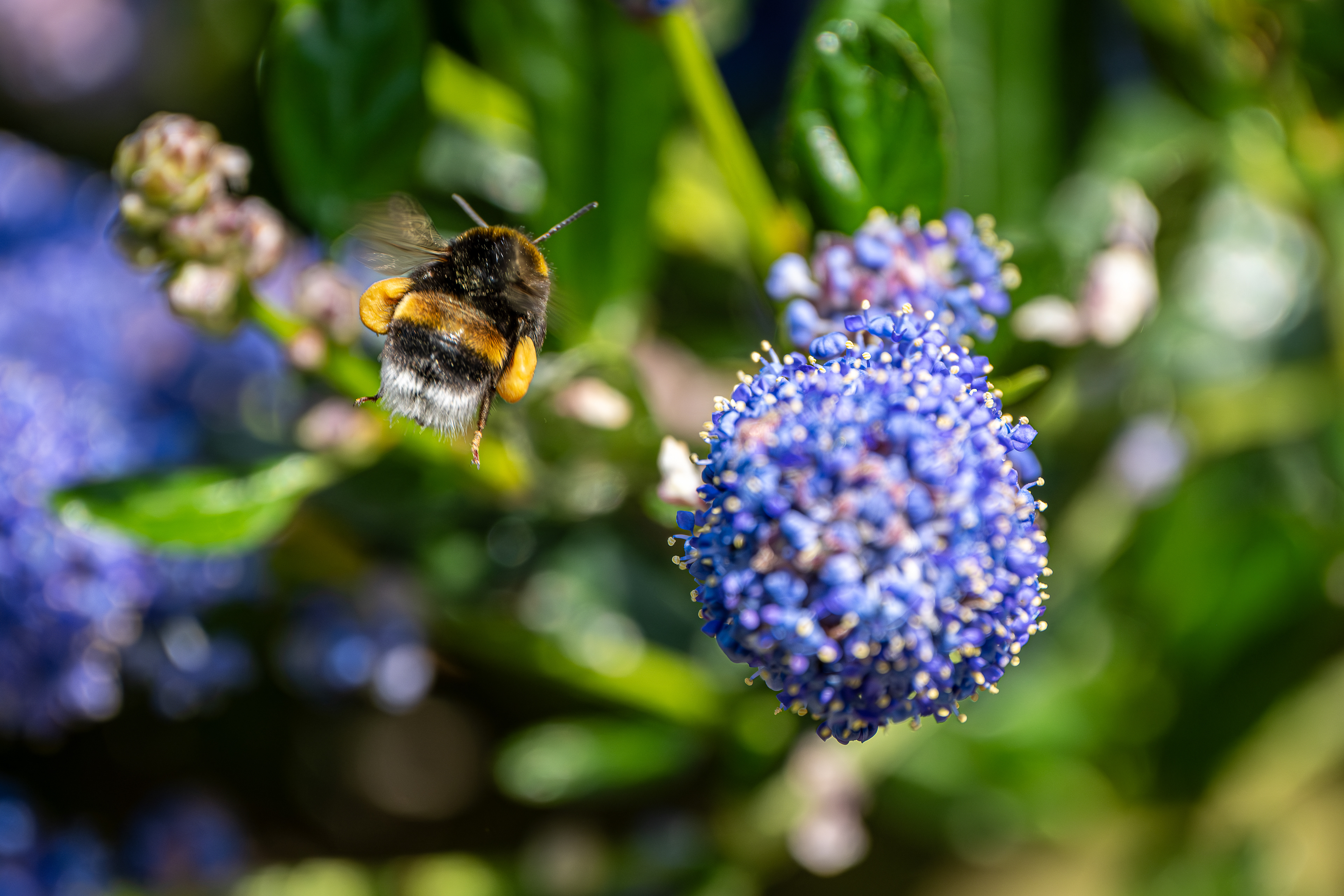 12 - Maison - Bourdon bien chargé