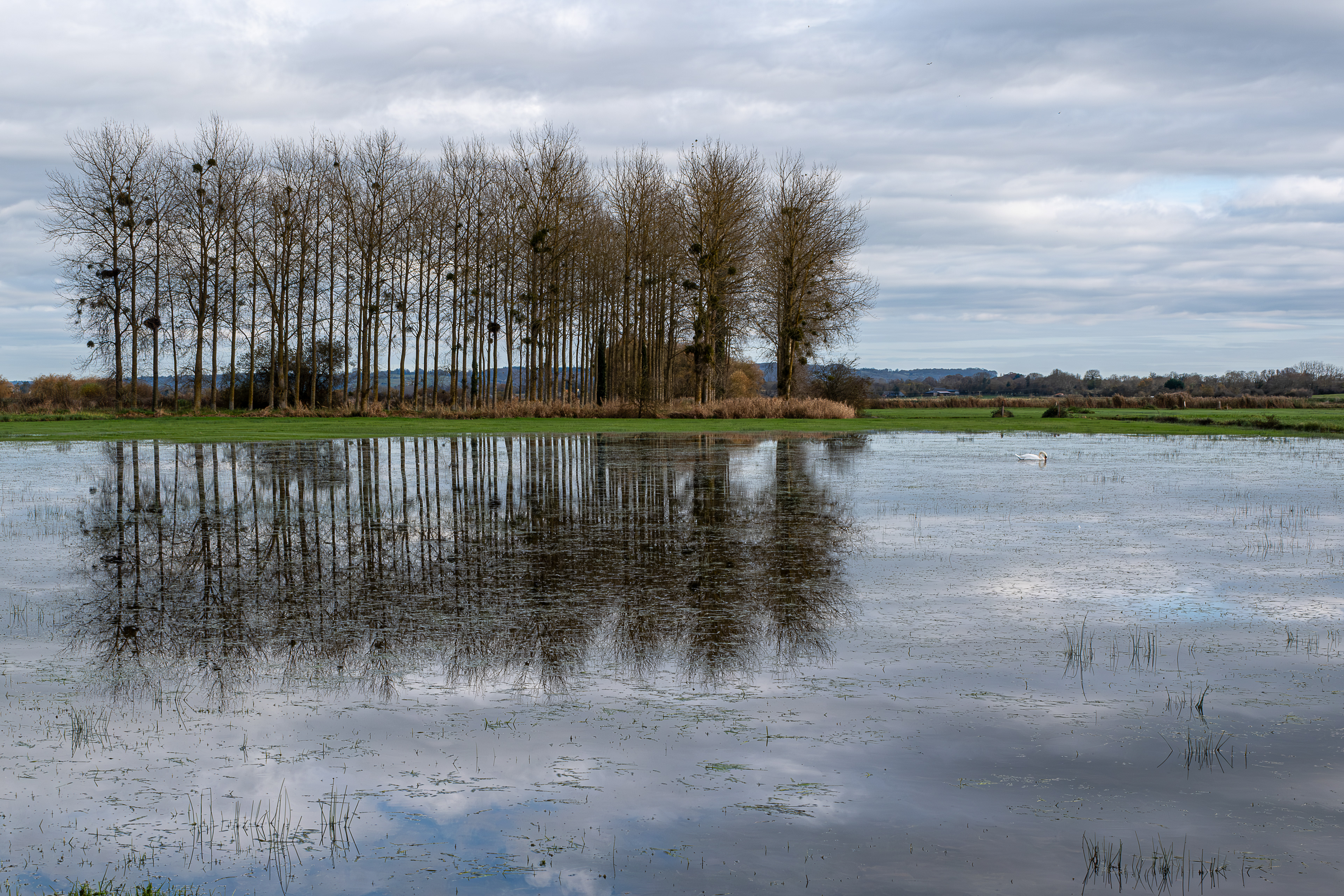 24 - Marais de Bavent/Robehomme - Peupleraie