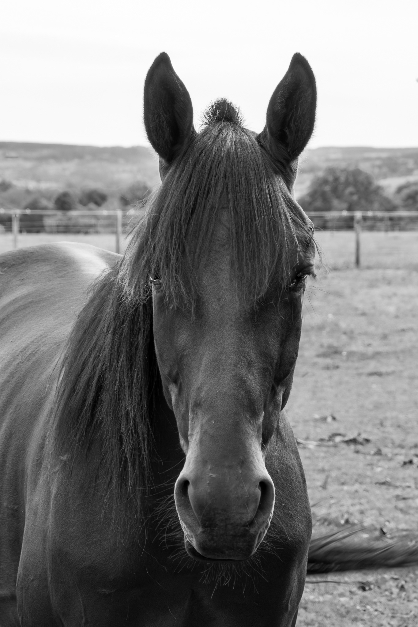 12 - Portrait équin