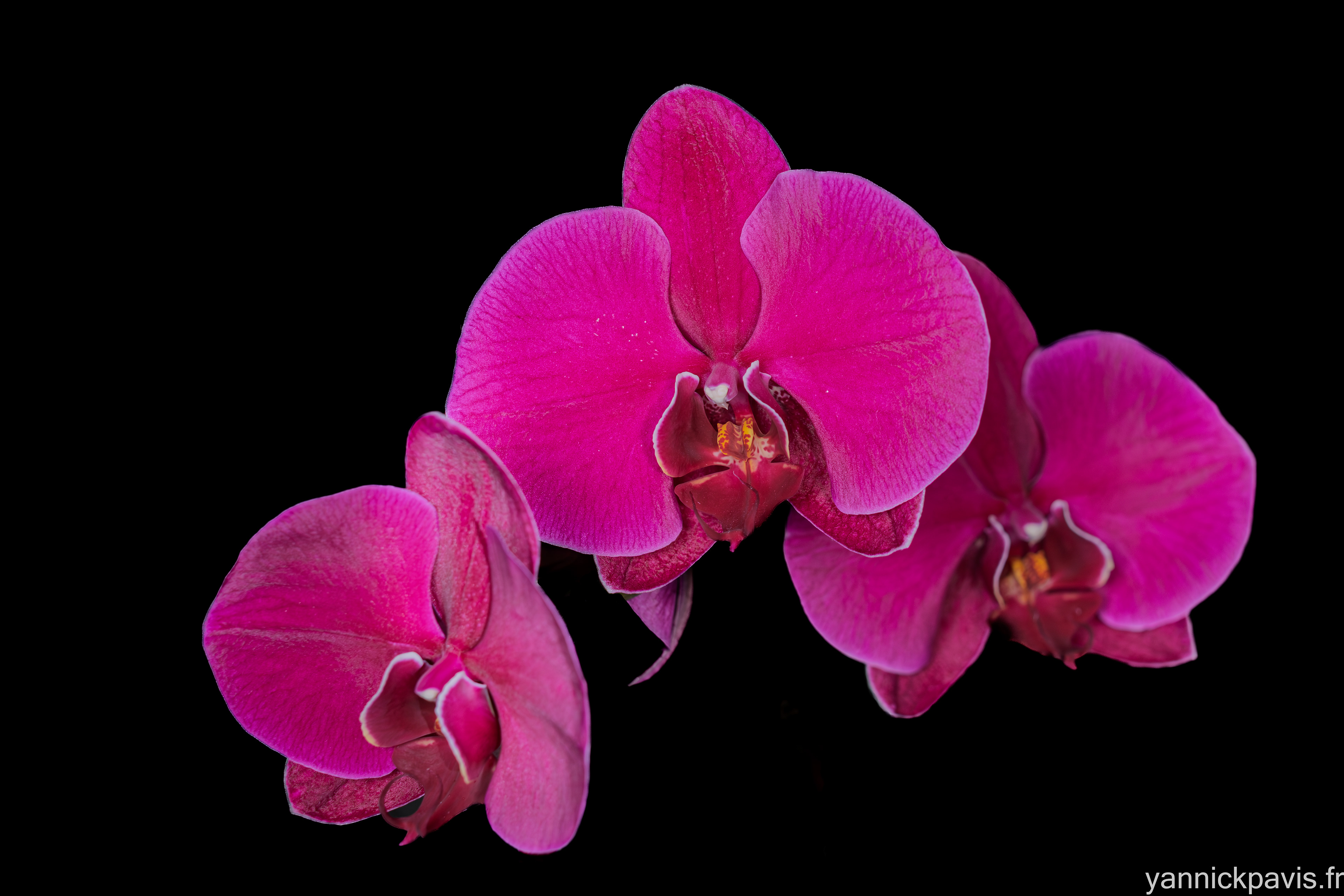 23 - Orchidée Phalaenopsis-1