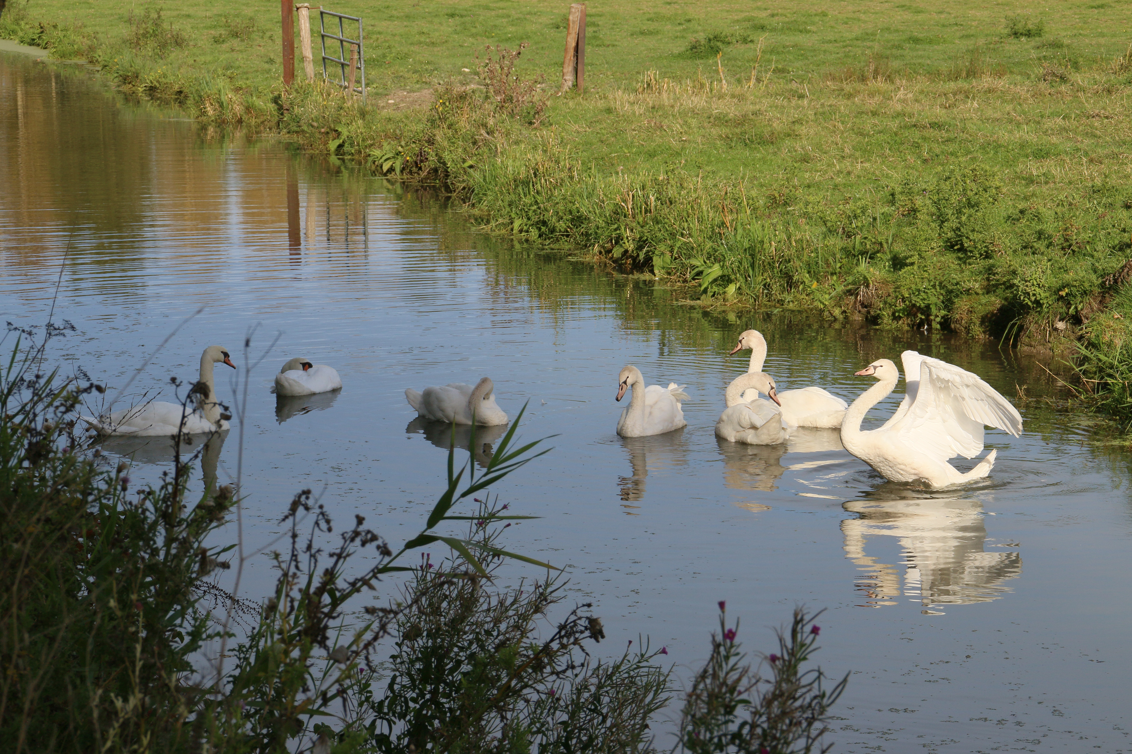10 - Cygnes - famille