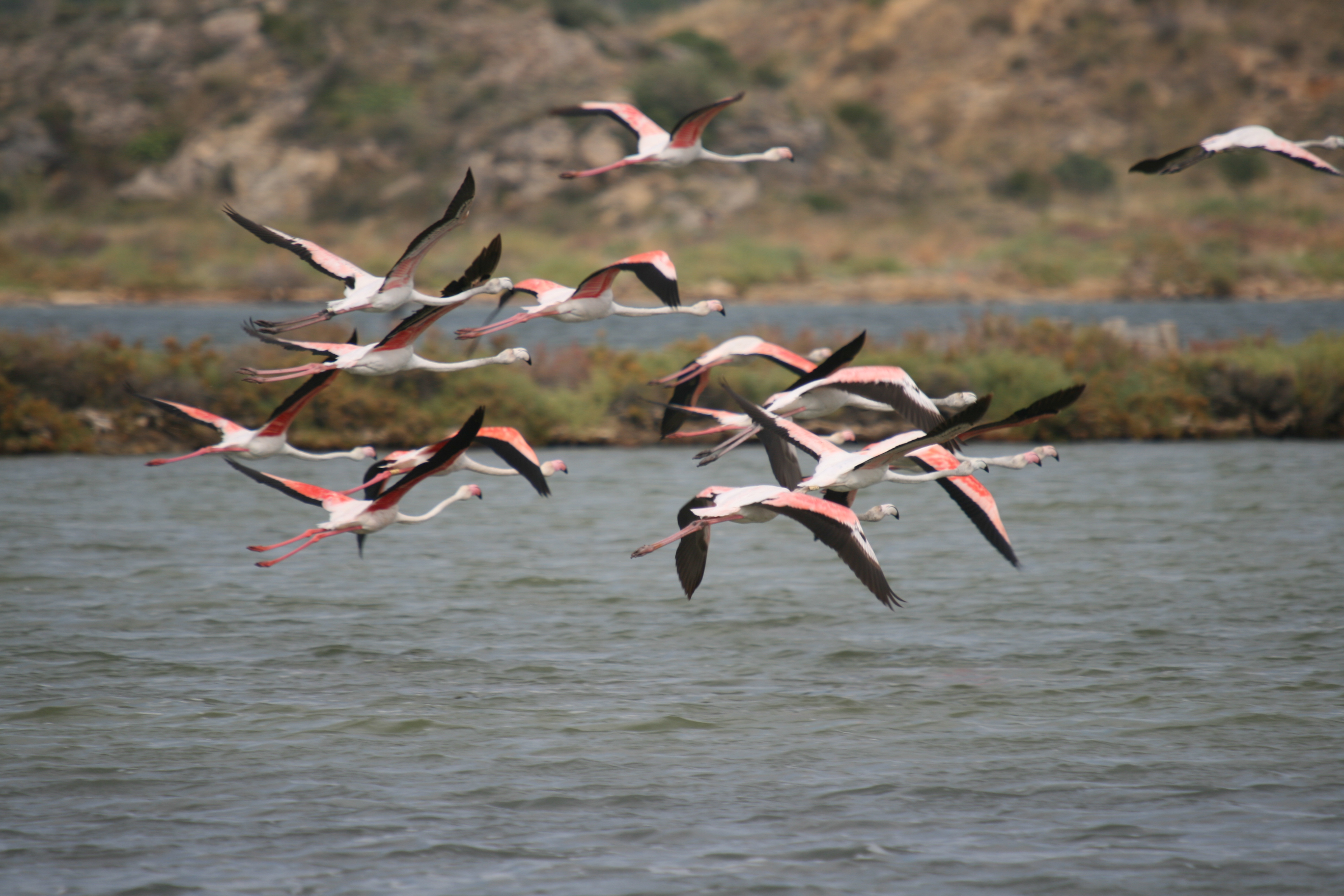 25 - Flamants roses