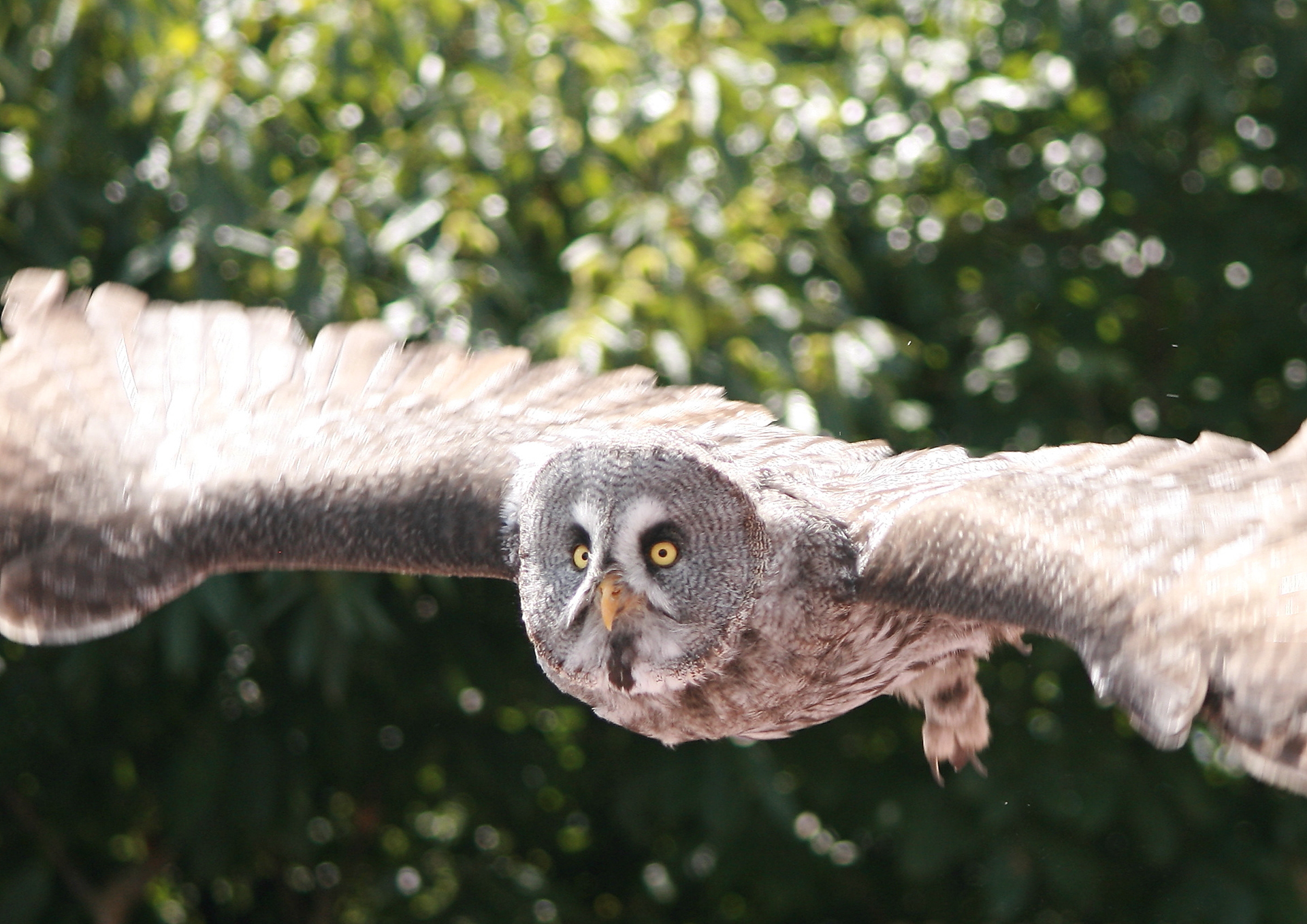 17 - Chouette Effraye