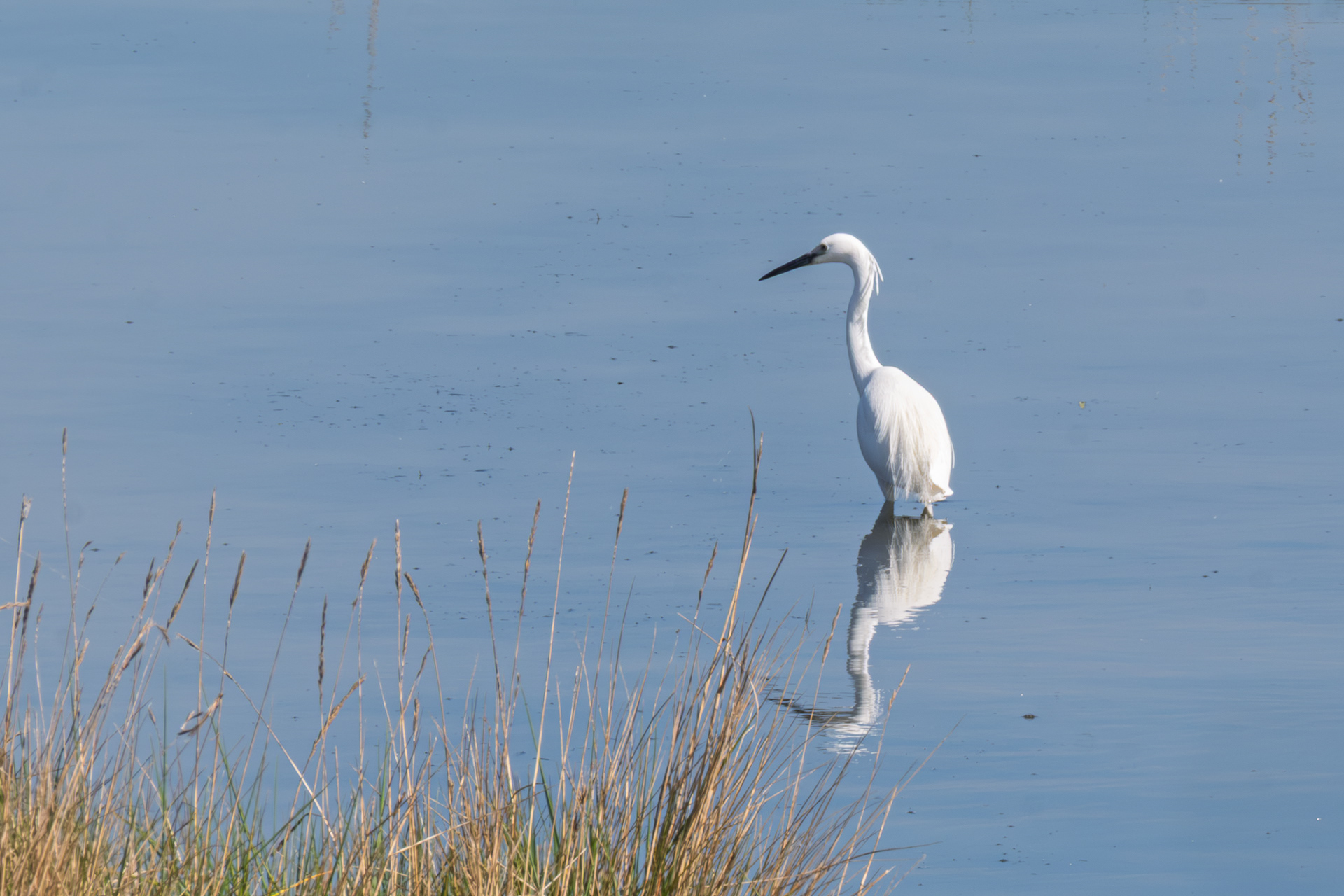 40 - Aigrette