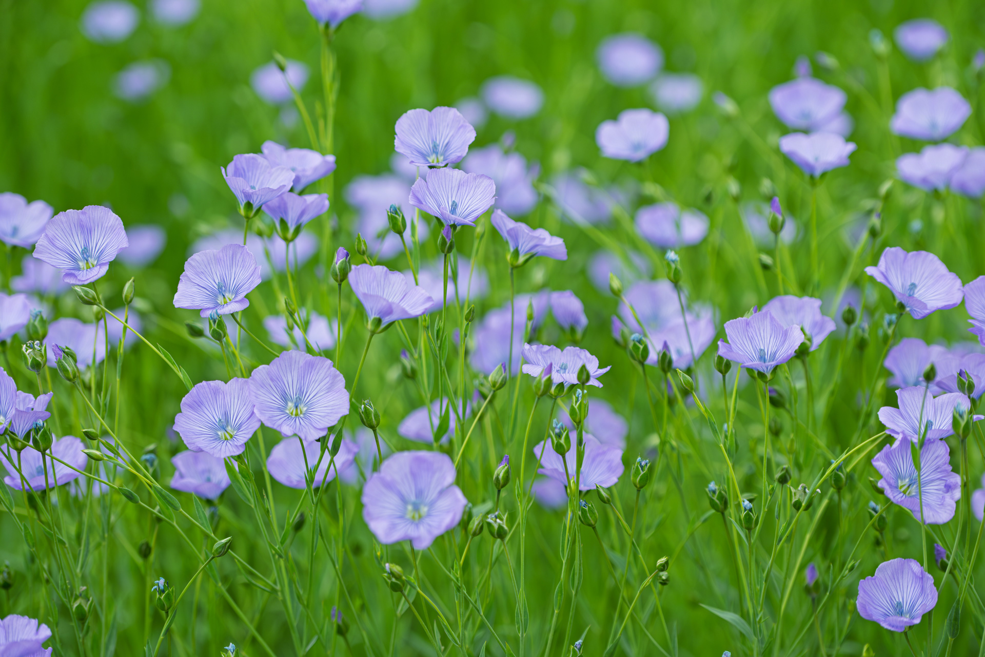 22 - Orchidée Phalaenopsis-2