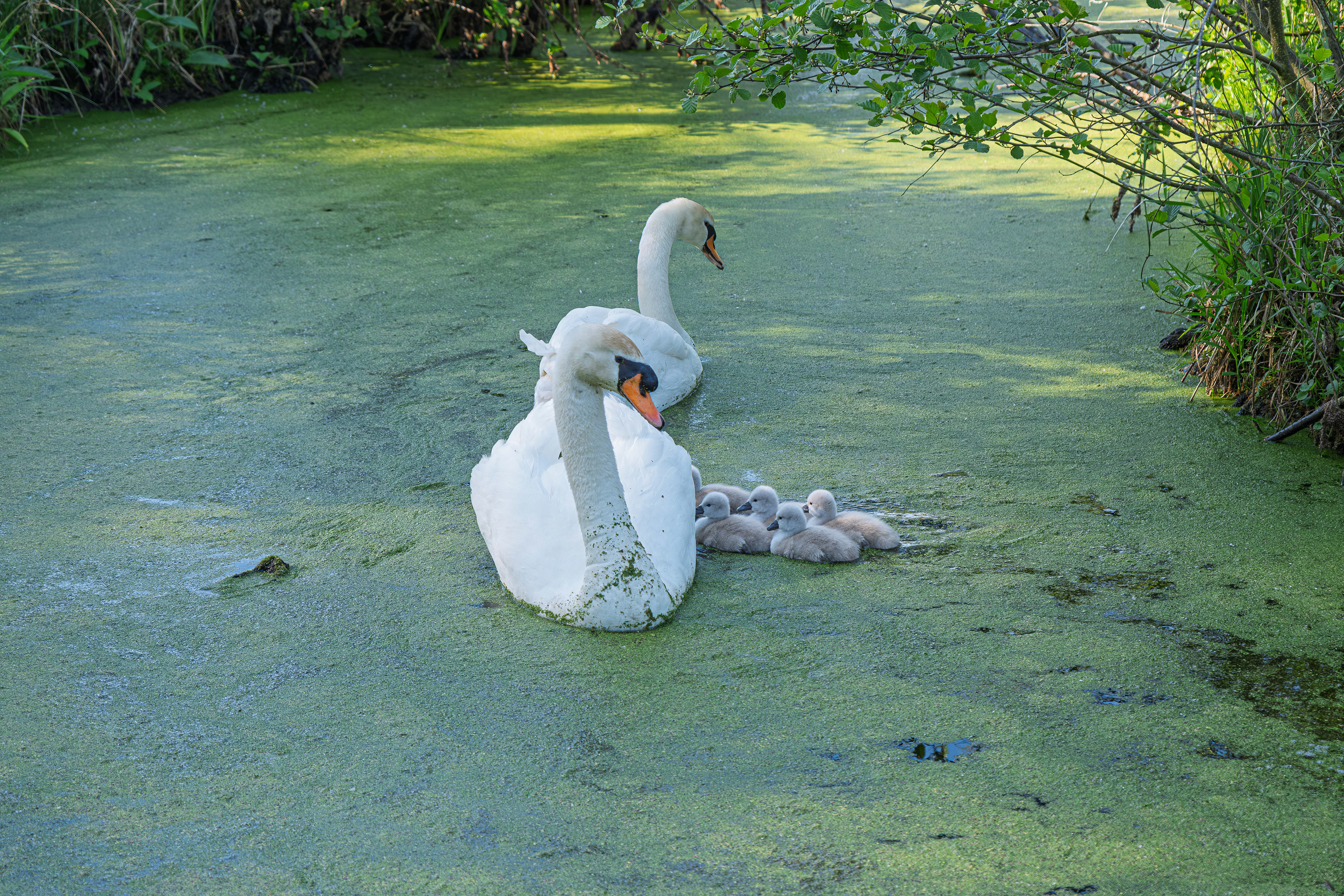 Cygnes en famille 29/04/25