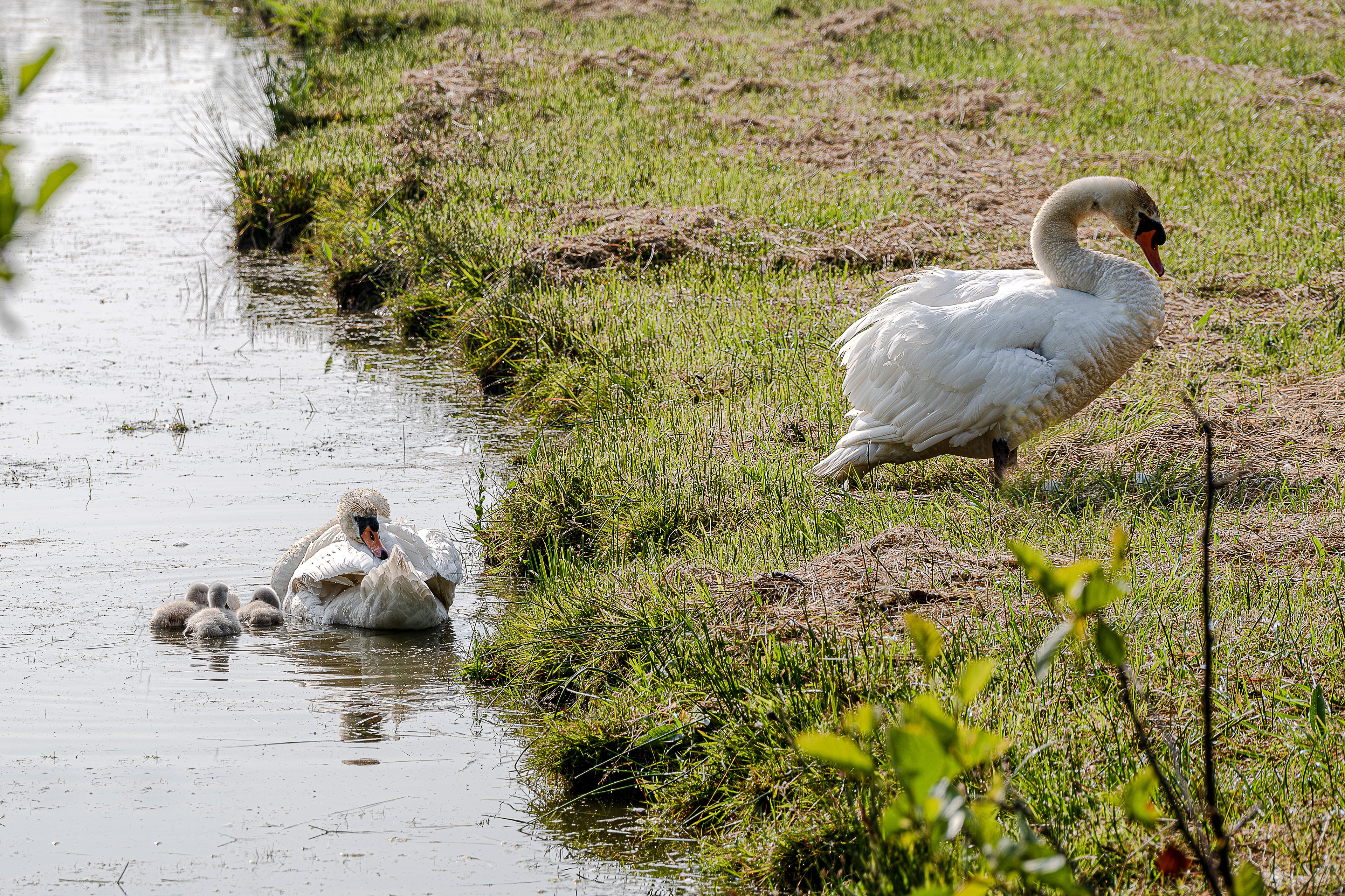 5 - Cygnes - famille