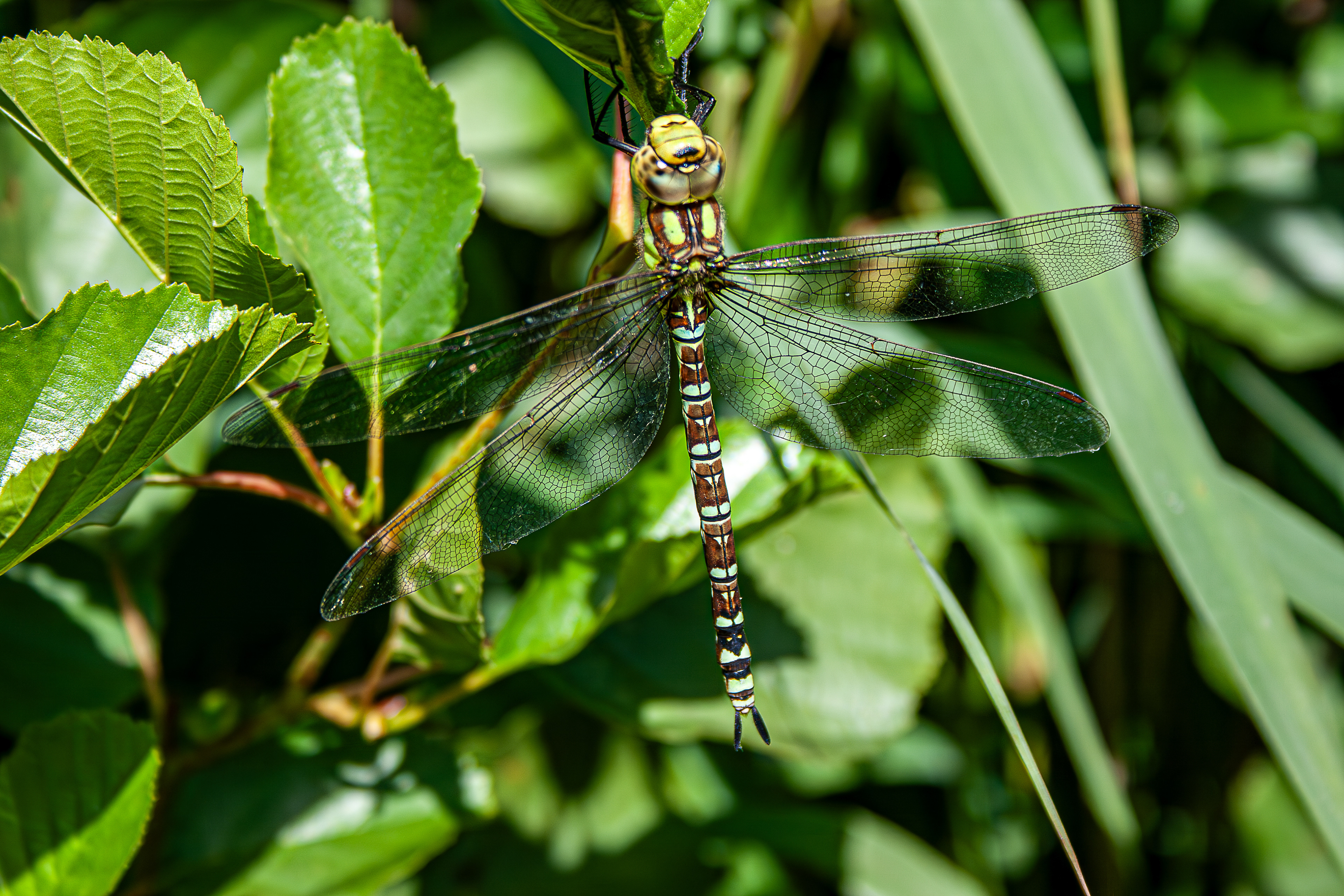 8 -Marais de Petiville - Libellule