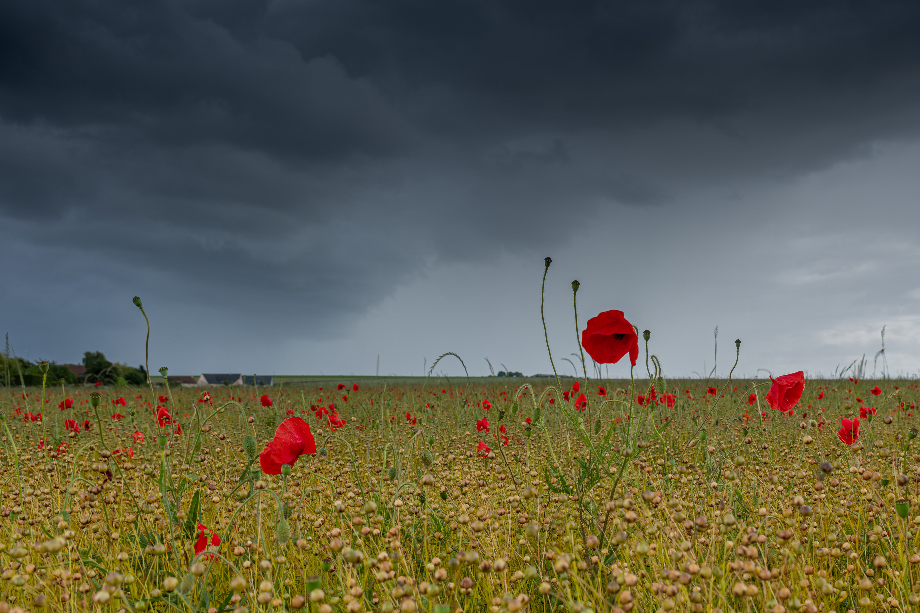 15 - Coquelicots