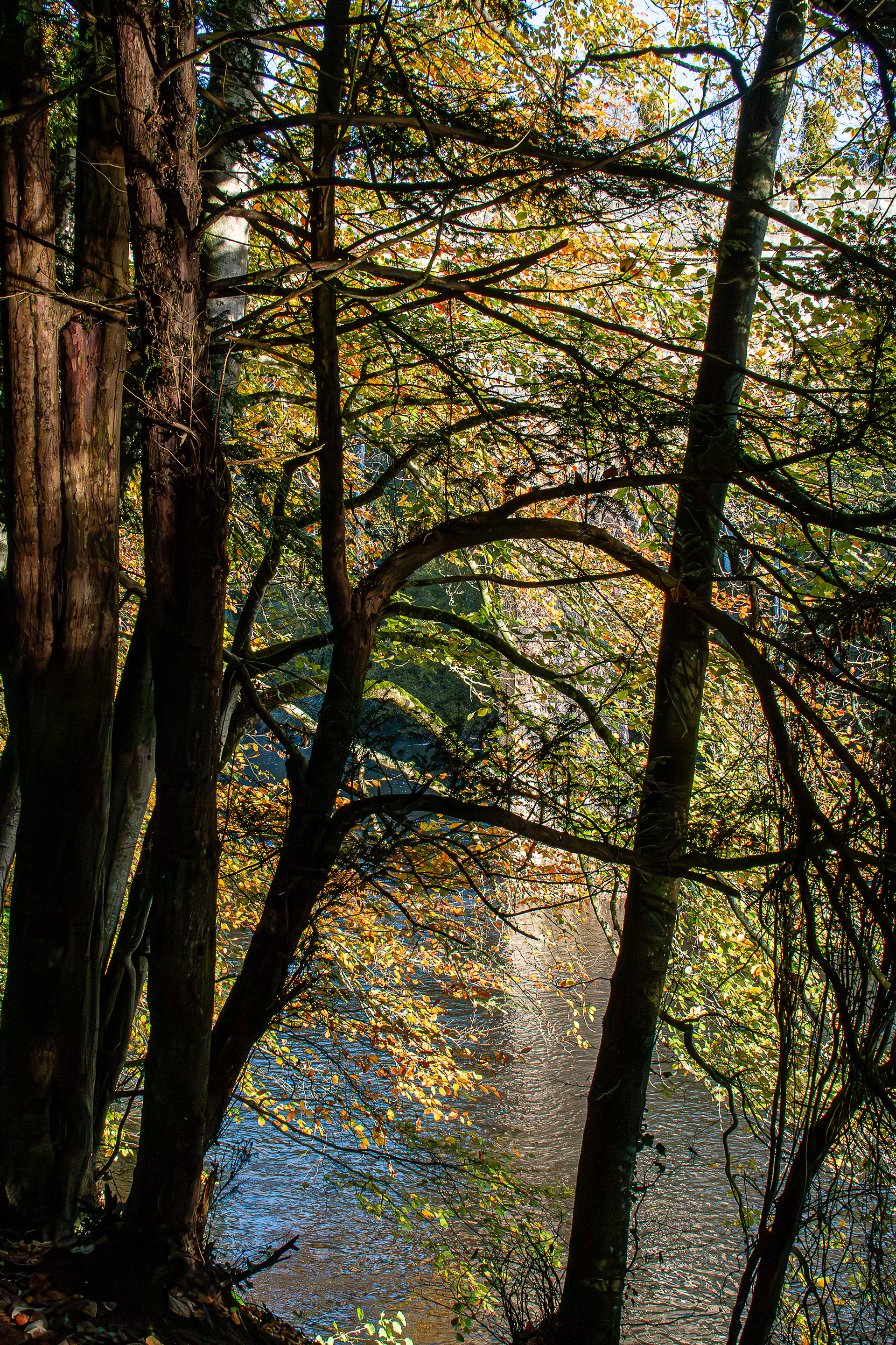 11 - Grimbosq - fleuve l'Orne