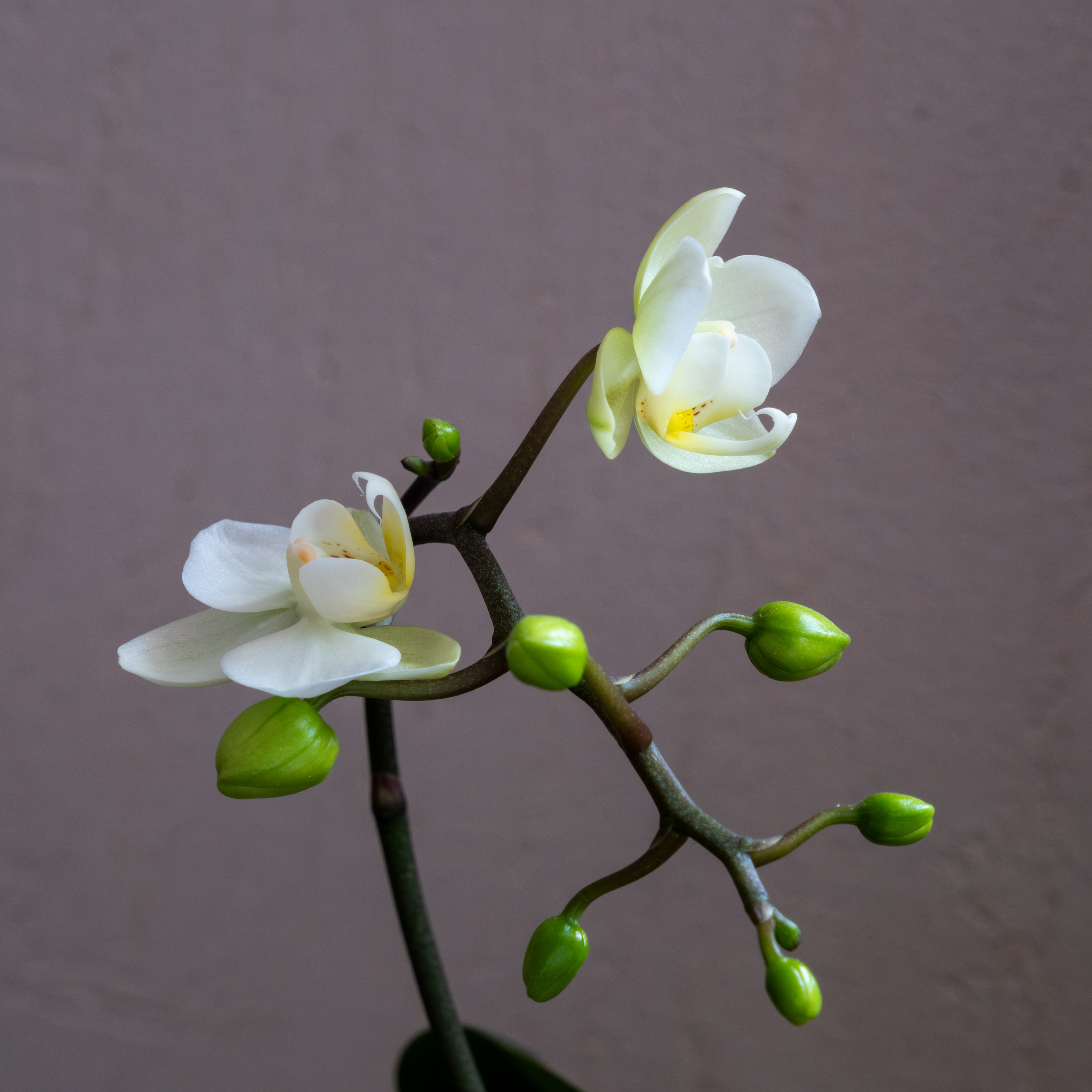 9 - Orchidée blanche