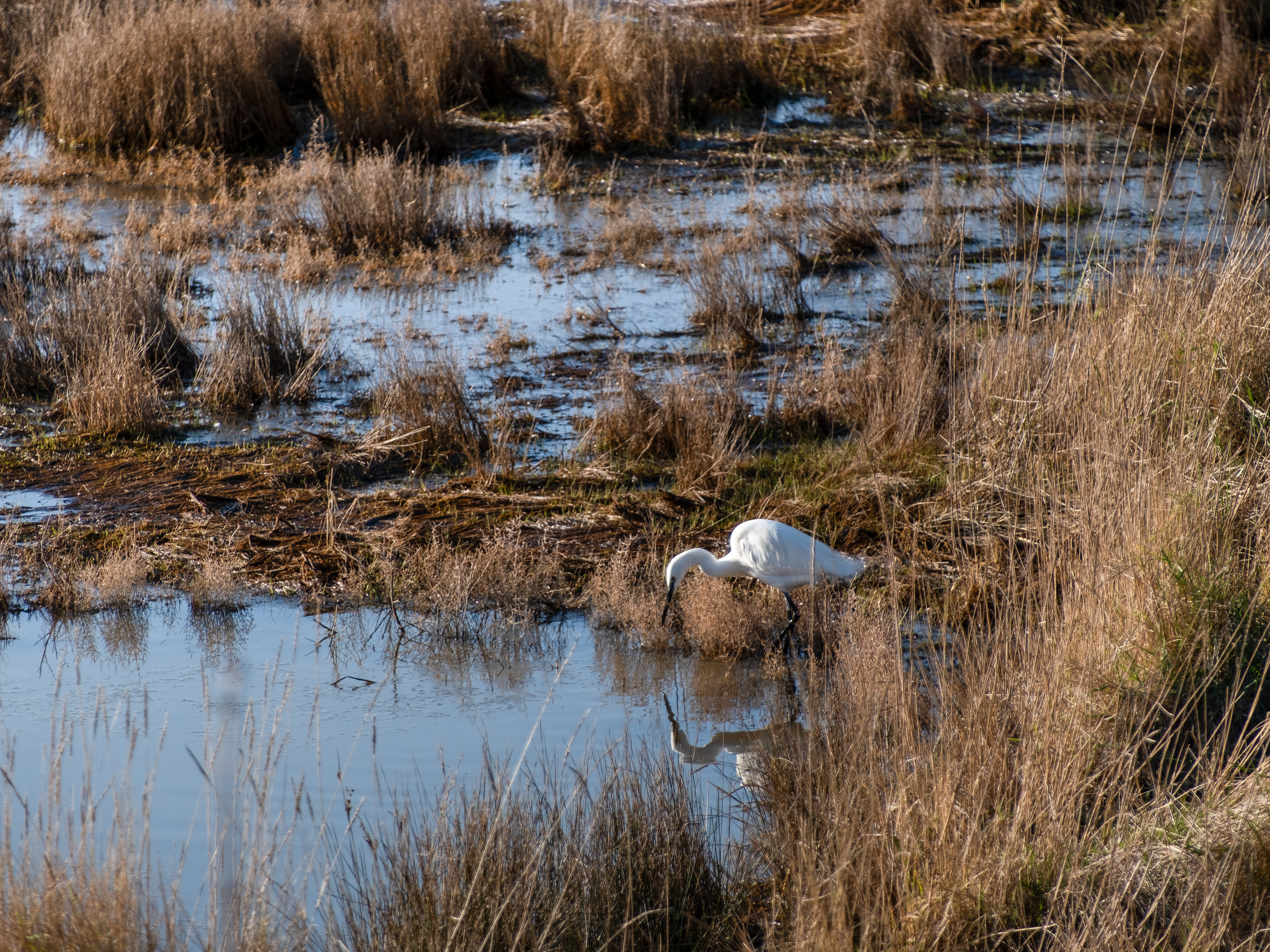 1 - Aigrette