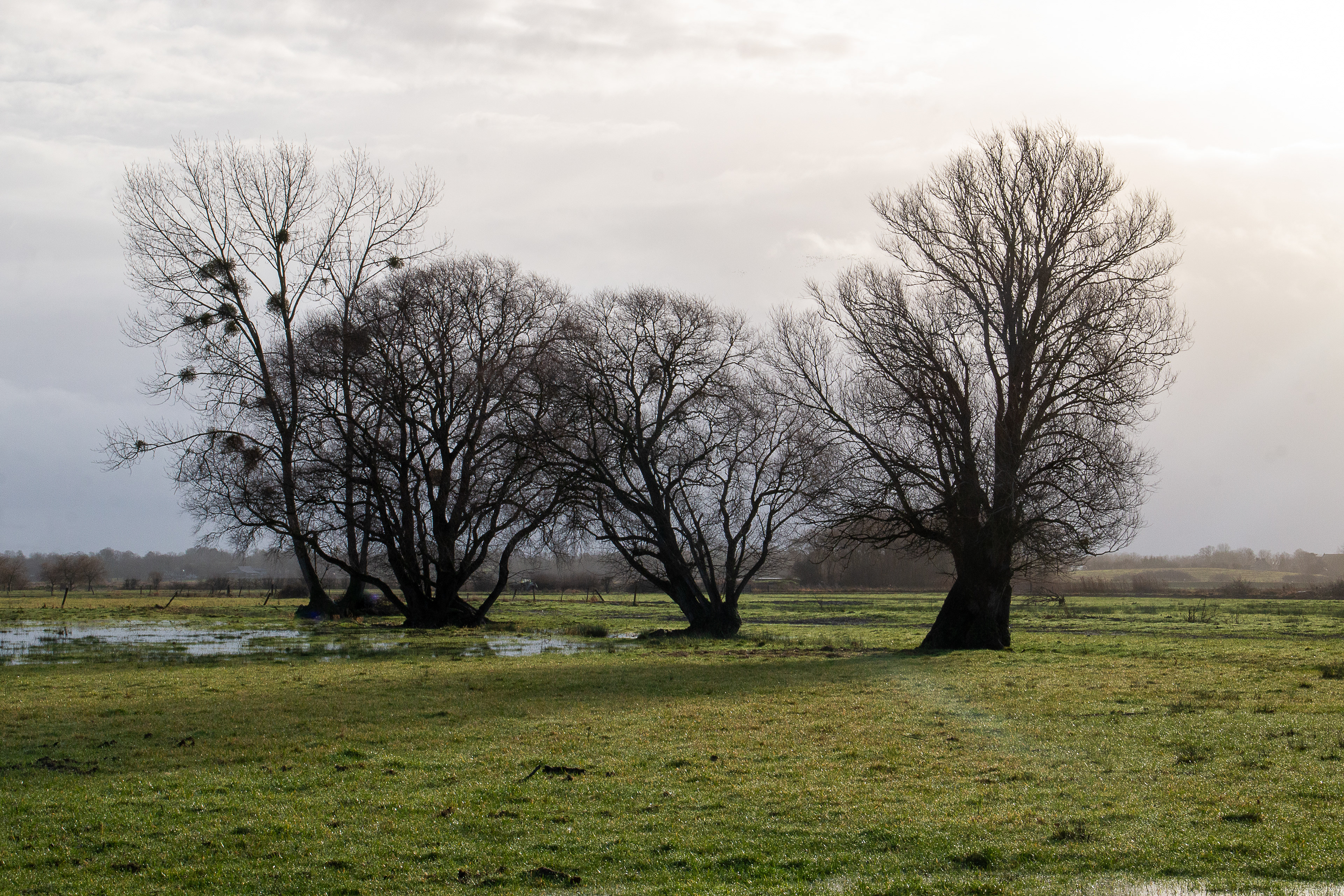 1 - Marais de Bavent/Robehomme