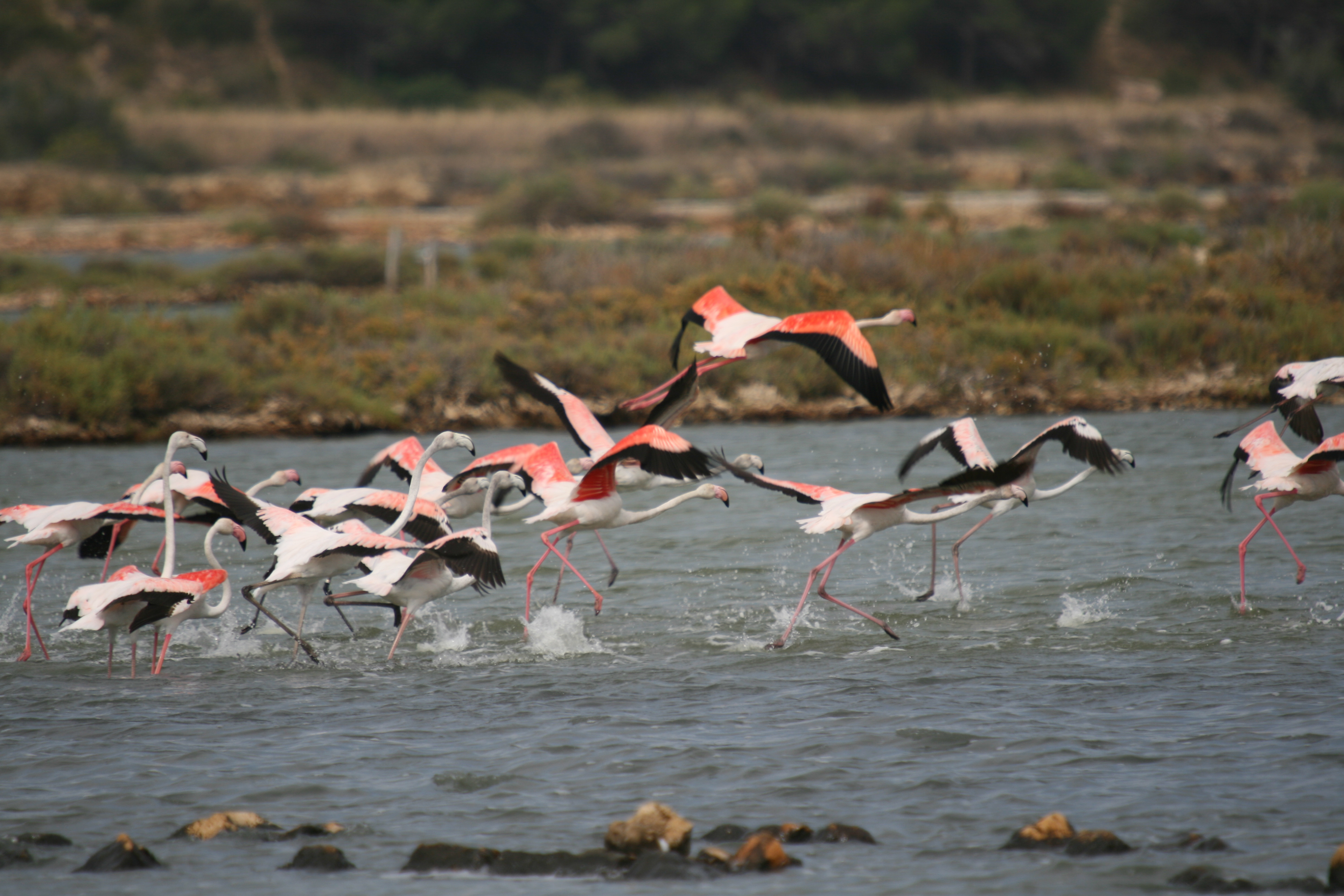 24 - Flamants roses