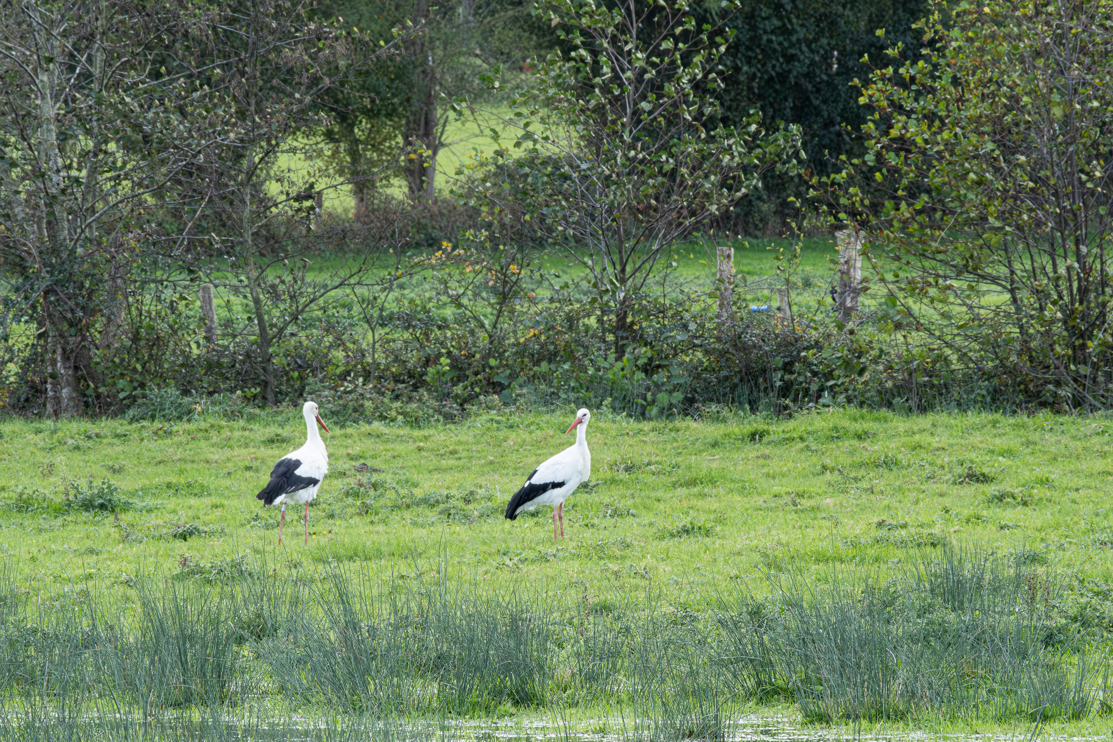 6 - Marais de Bavent, Roncheville -Cigognes