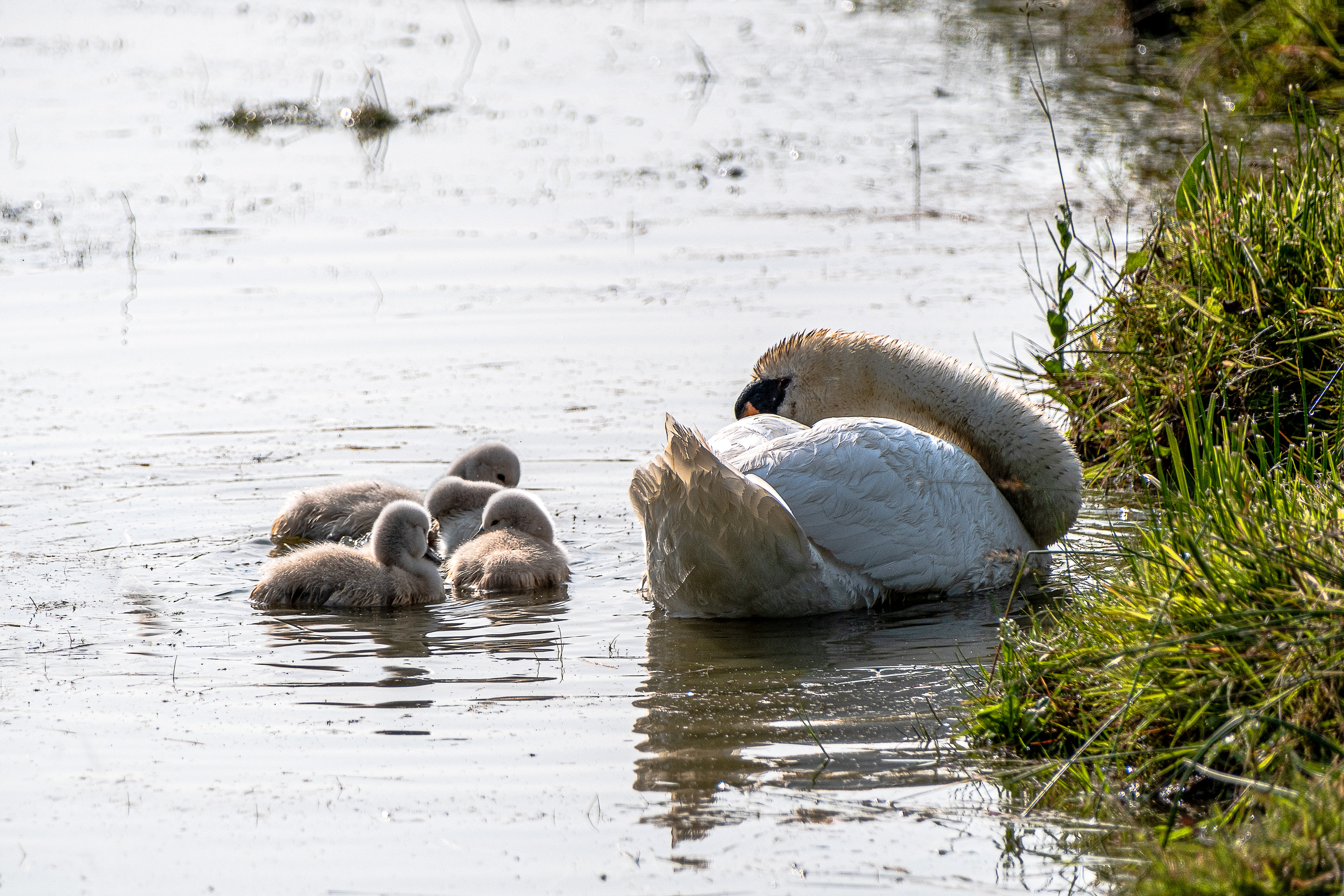 8 - Cygnes et ses cygneaux