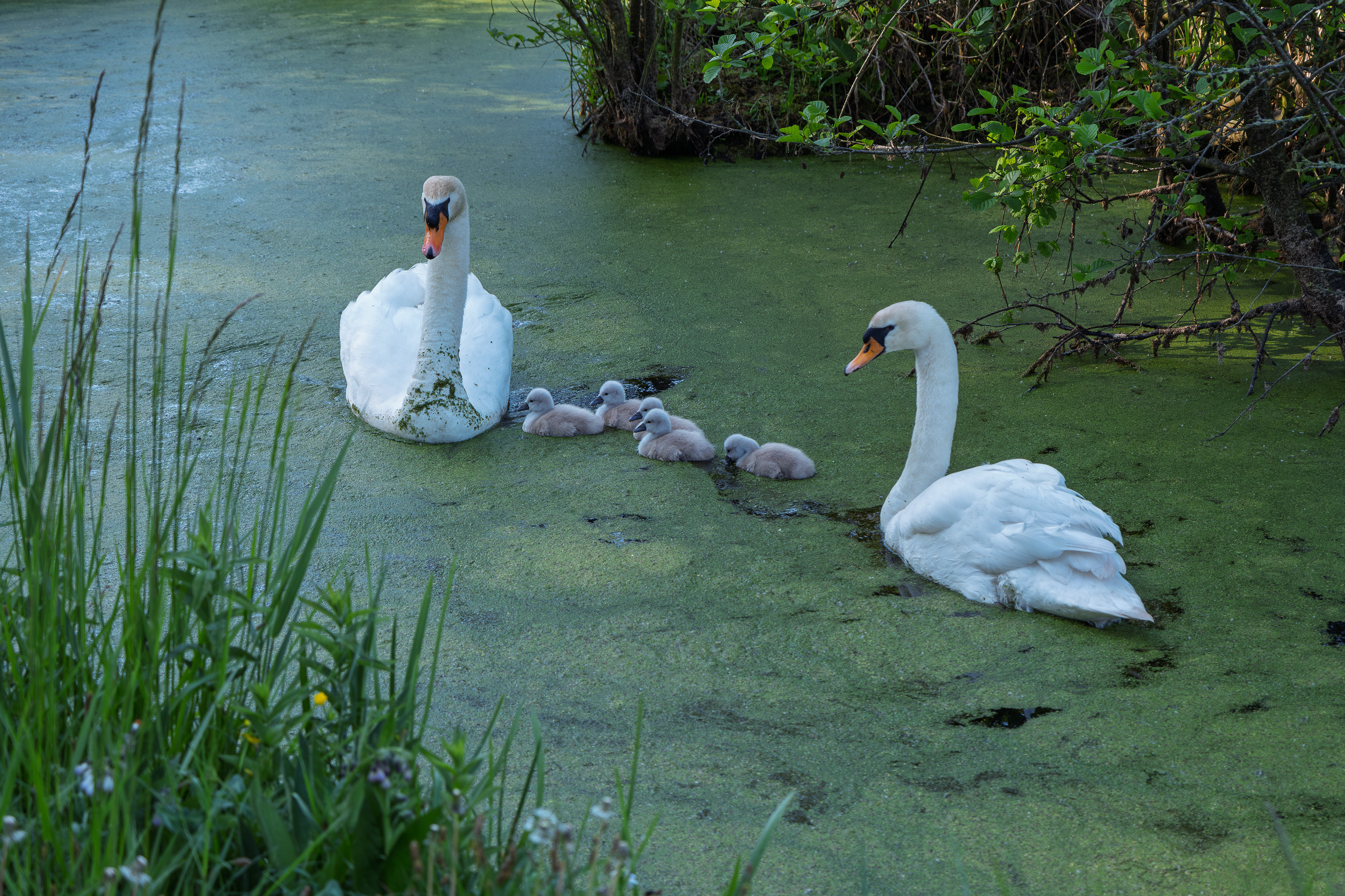 Cygnes en famille 29/04/25