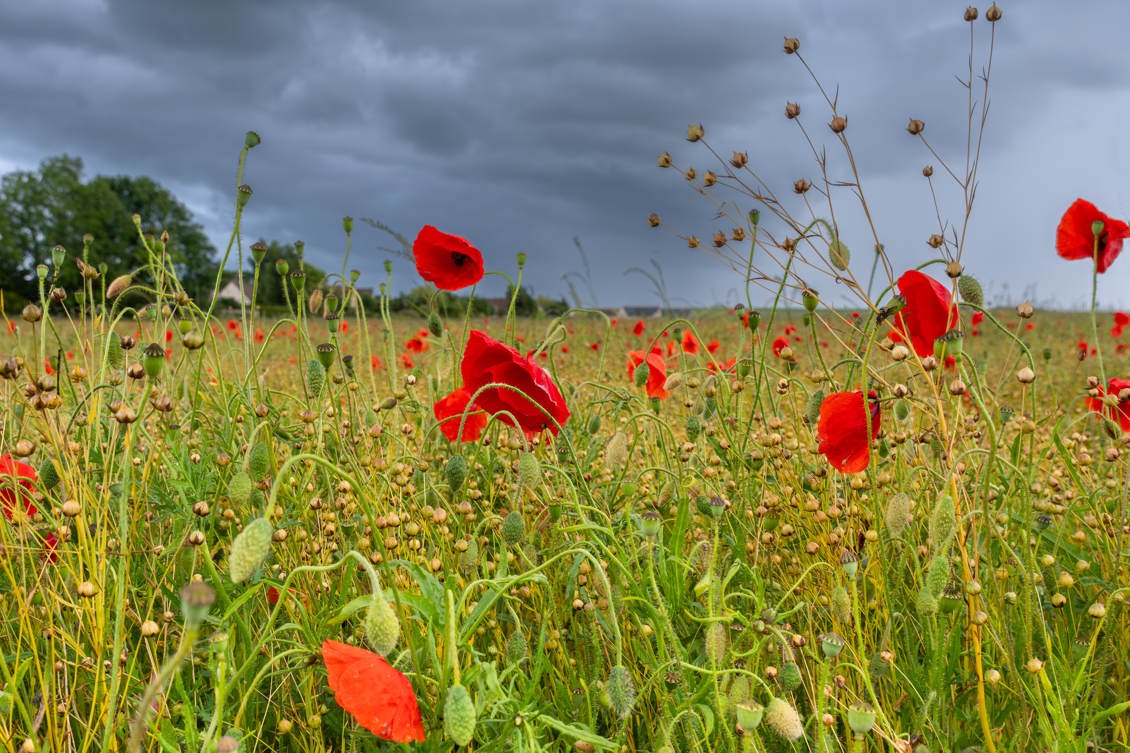 16 - Coquelicots