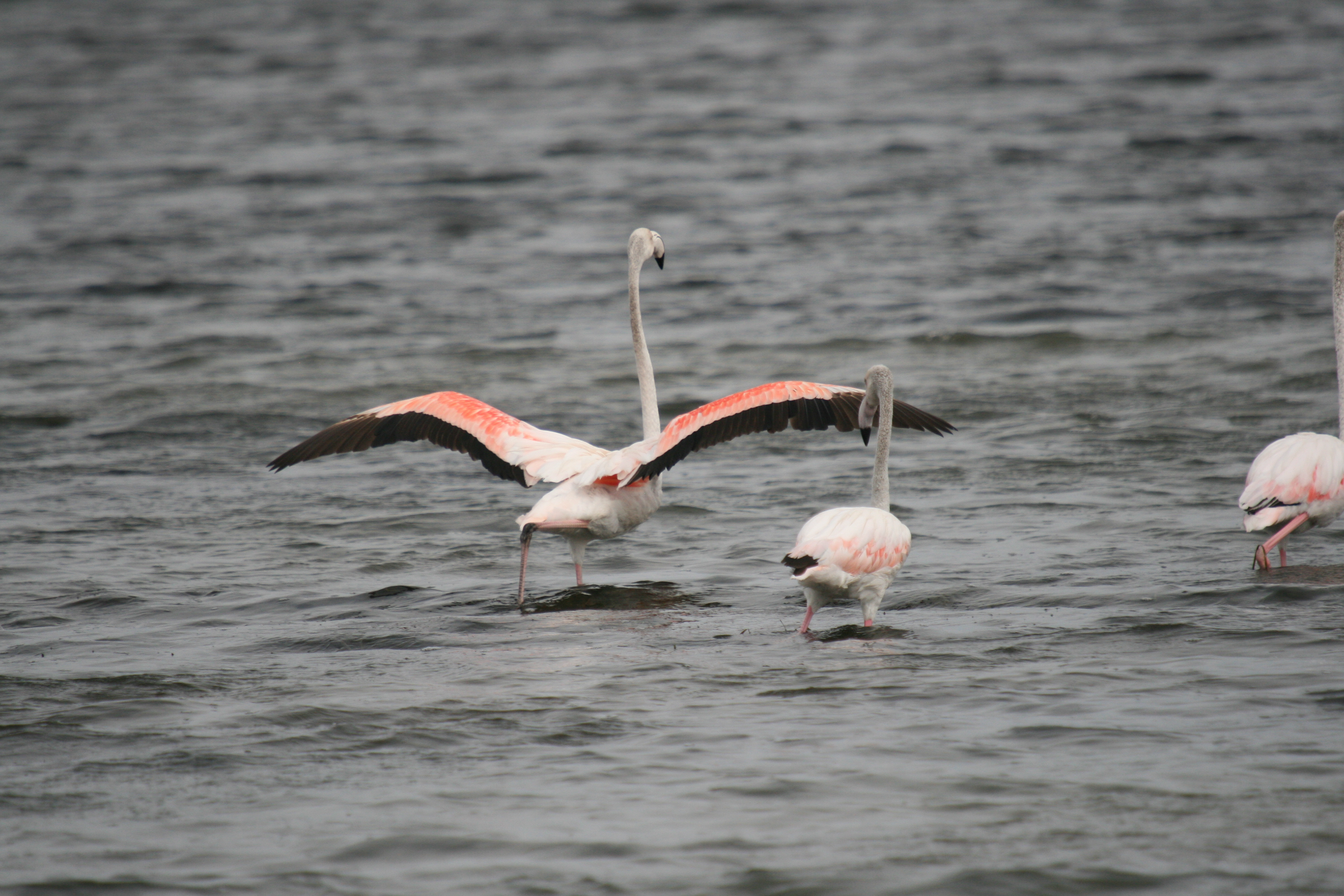 23 - Flamants roses