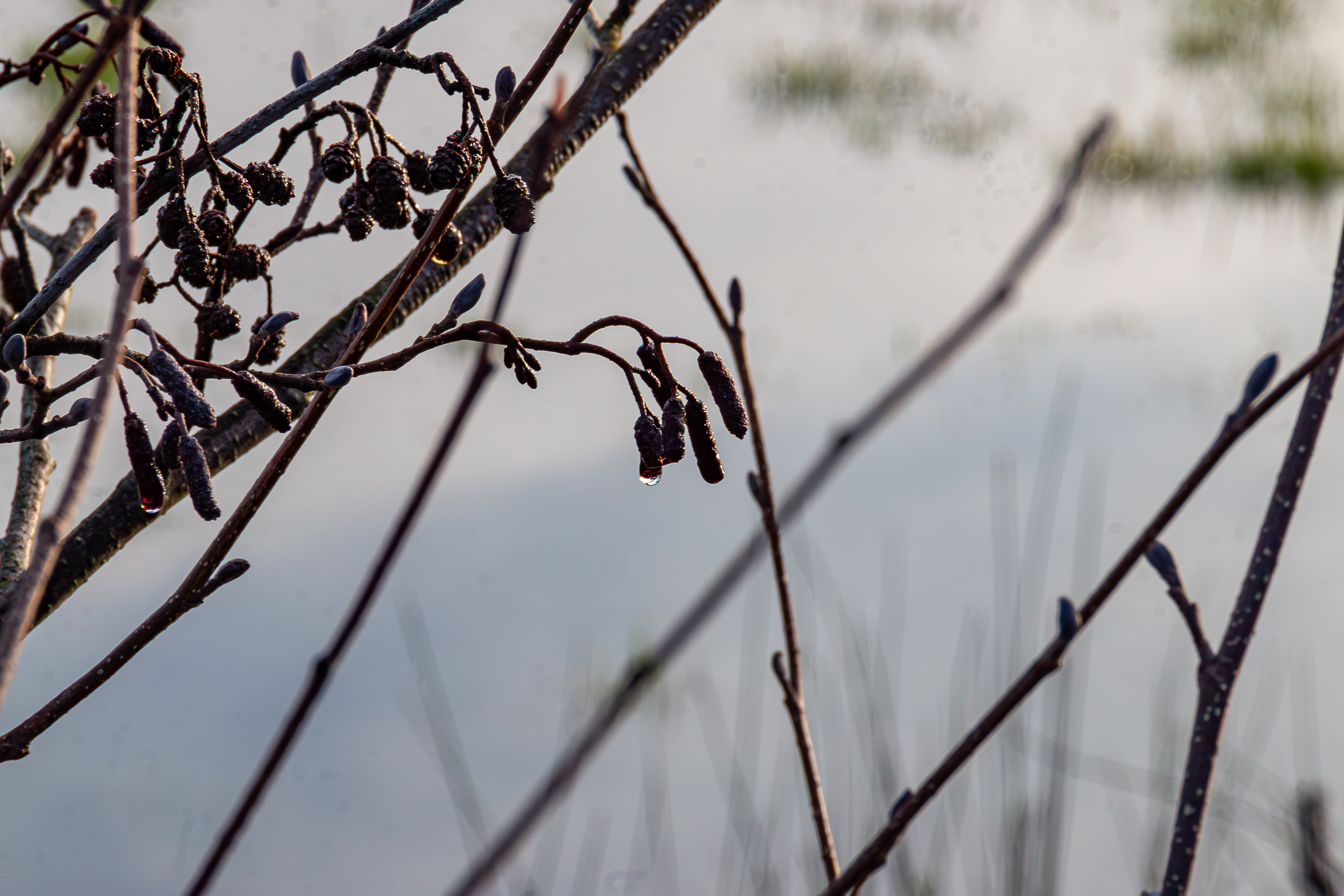 21 - Marais de Bavent/Robehomme - Aulne
