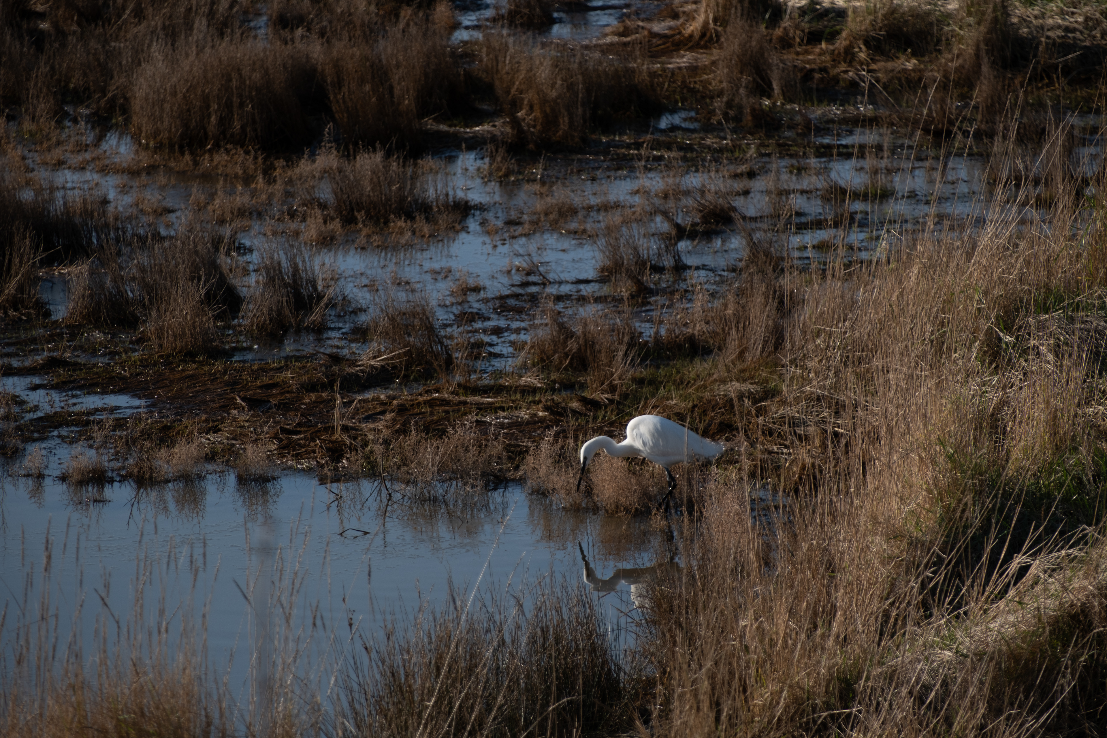 1 - Aigrette baie de Sallennelles