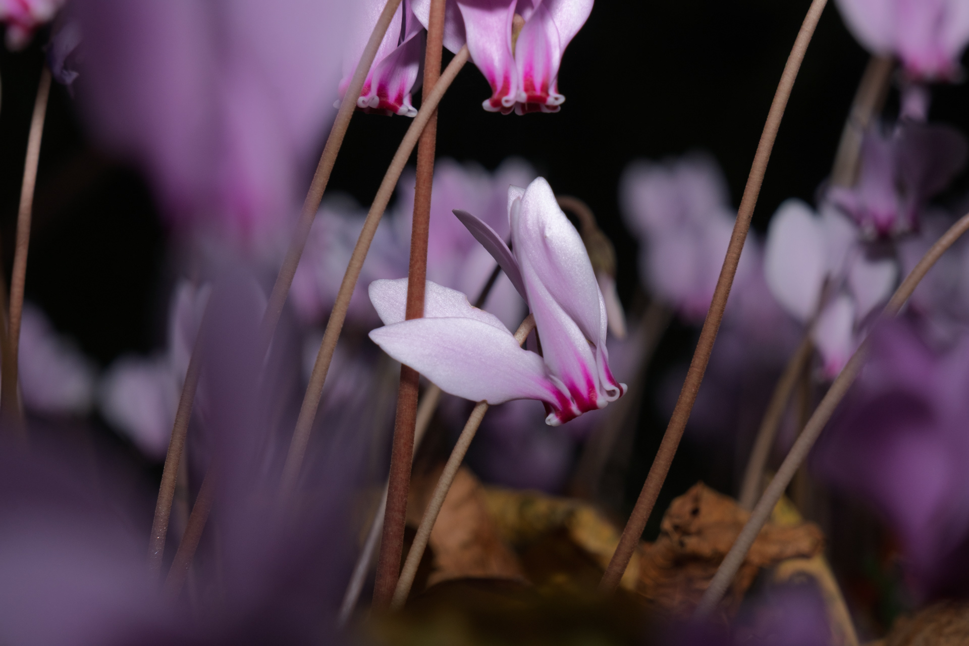 19 - Cyclamen à Bavent - 2