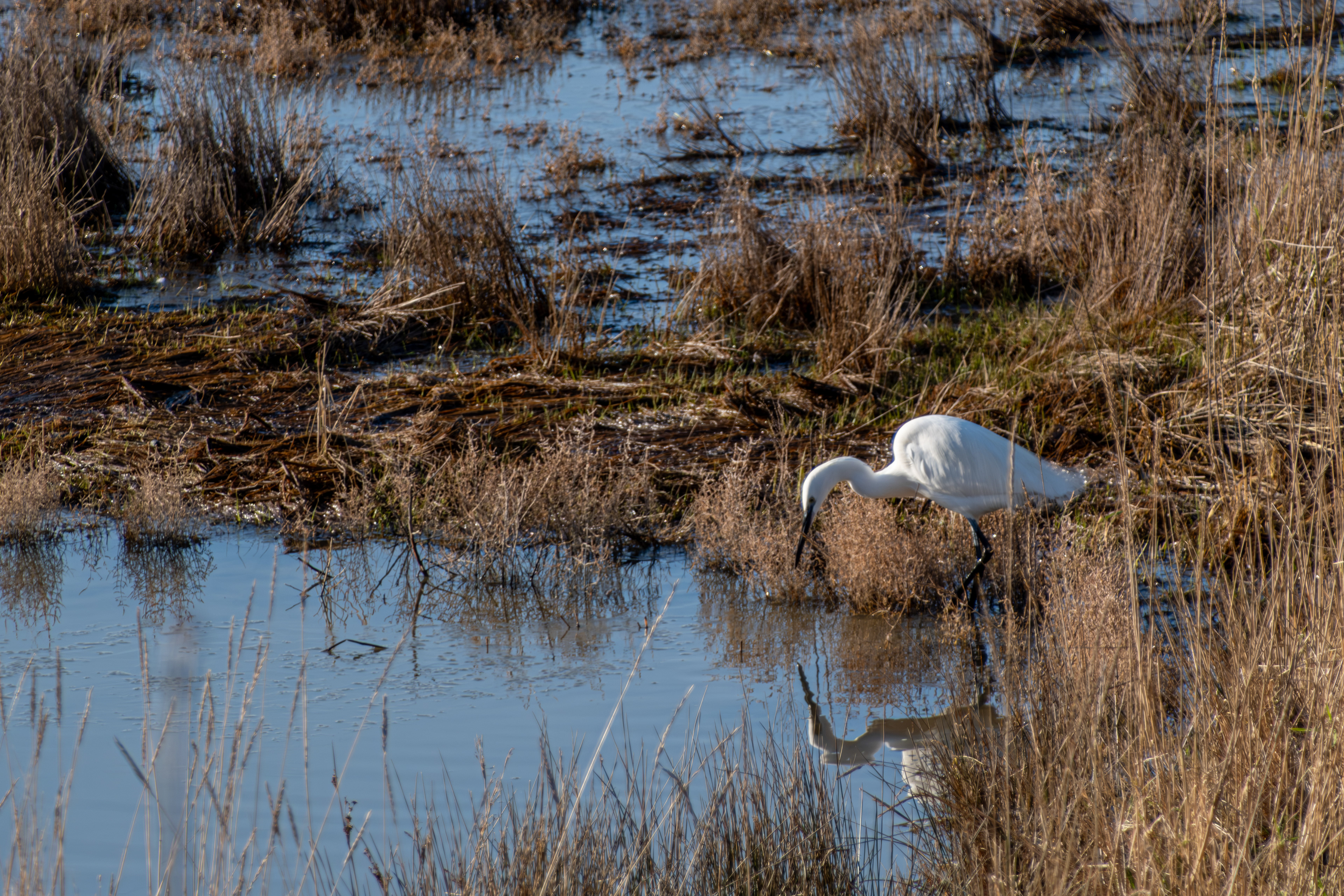 15 - Aigrette