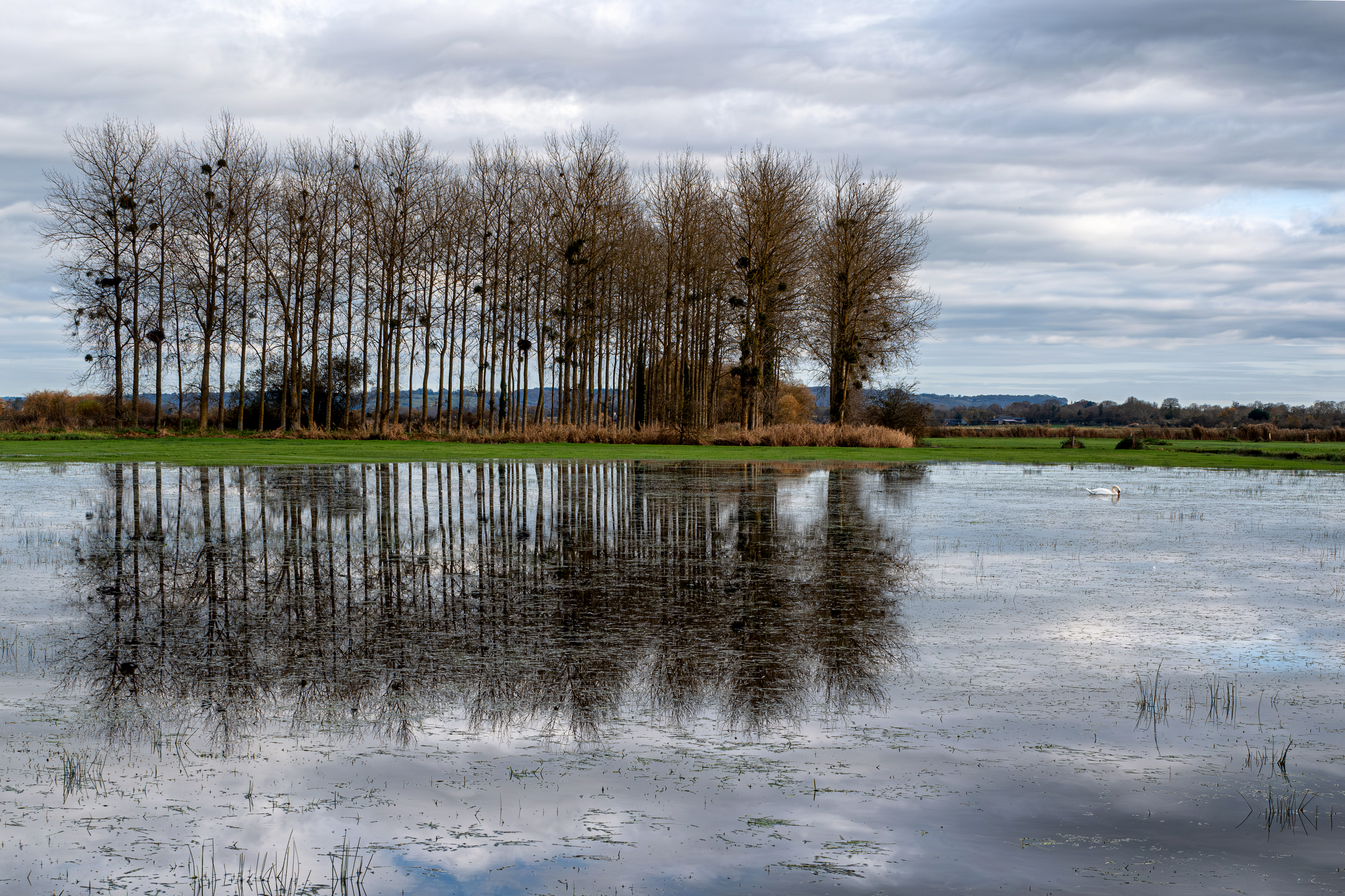17 - Peupleraie - marais de Bavent-Robehomme