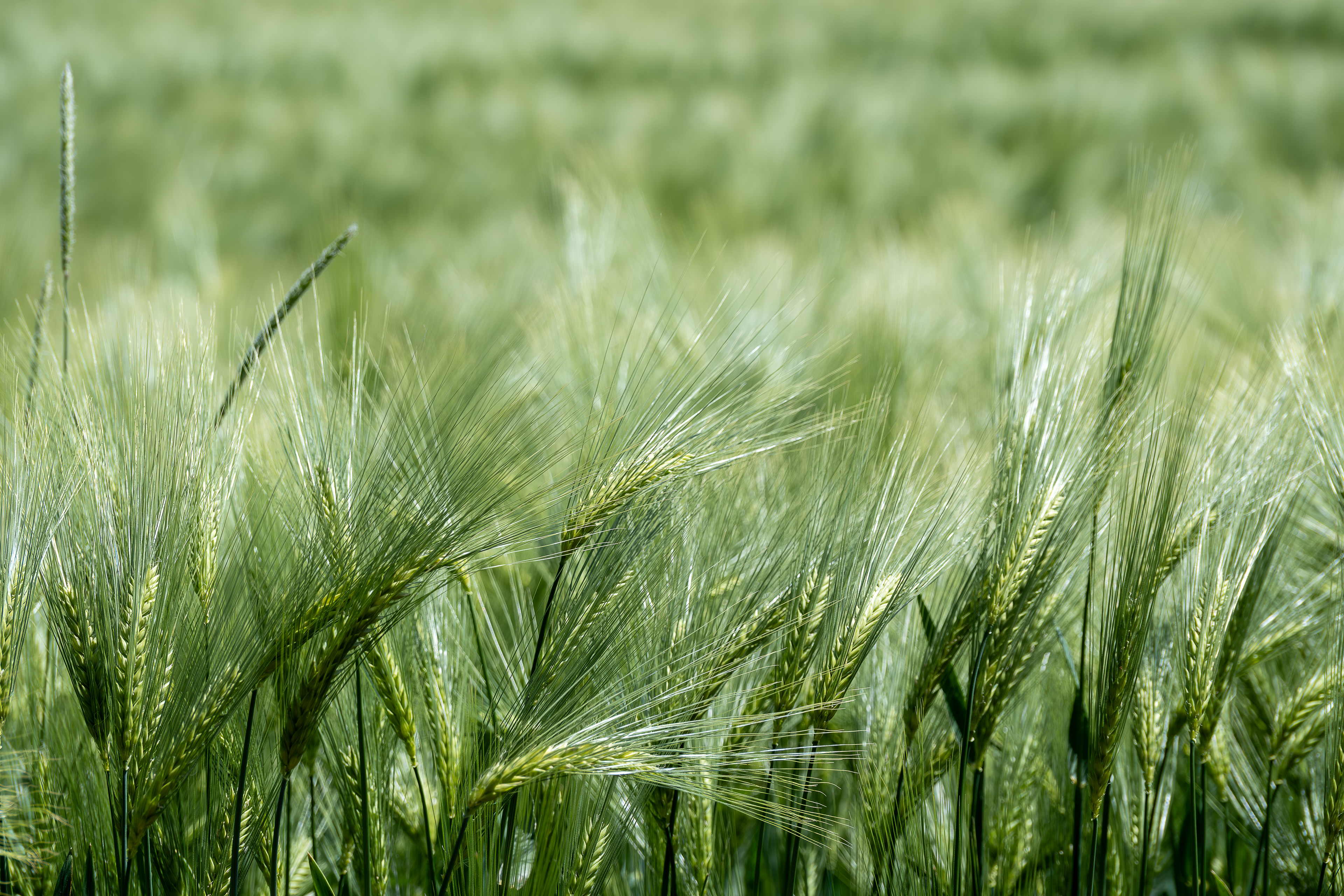 15 - Bréville les Monts