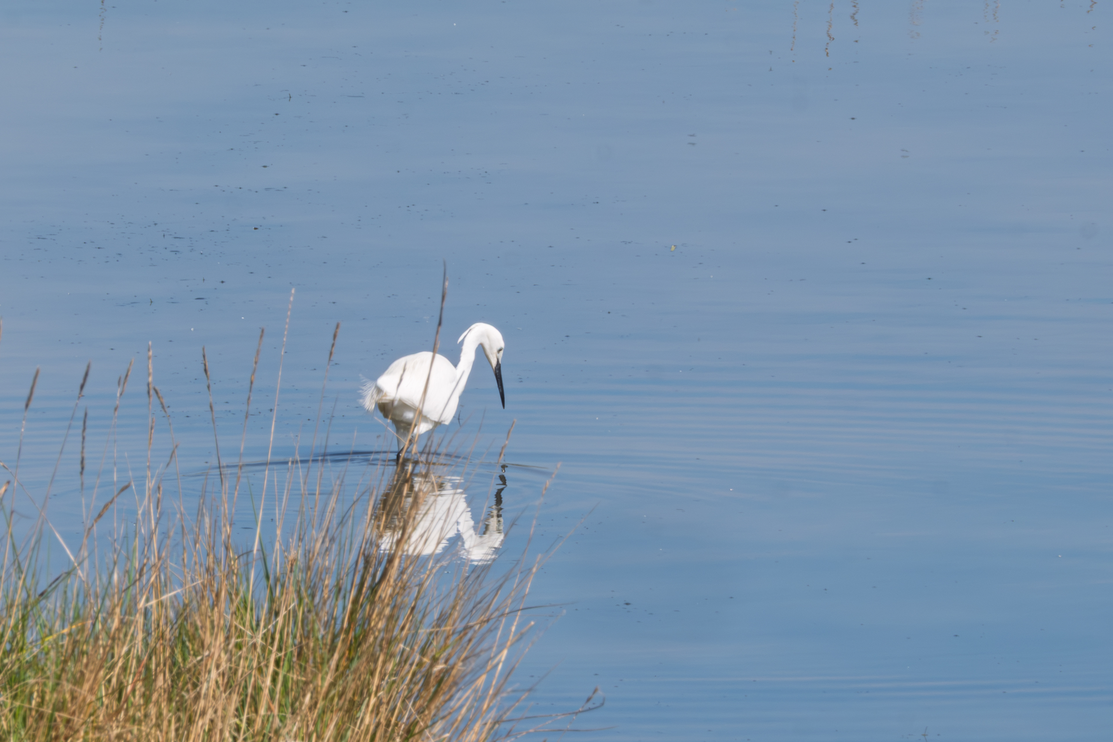 39 - Aigrette