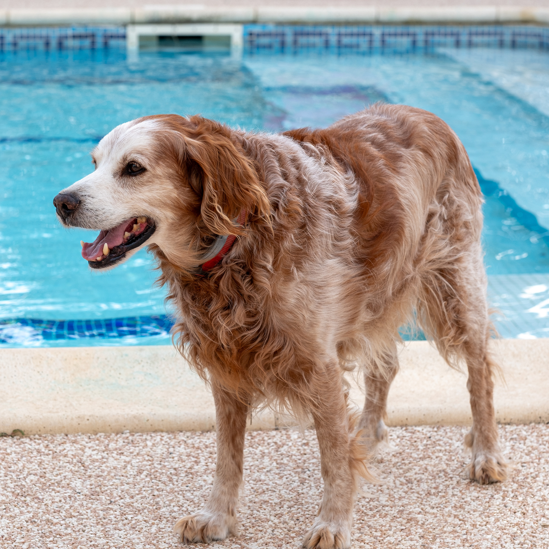 10 - Filou - Epagneul breton de 14 ans