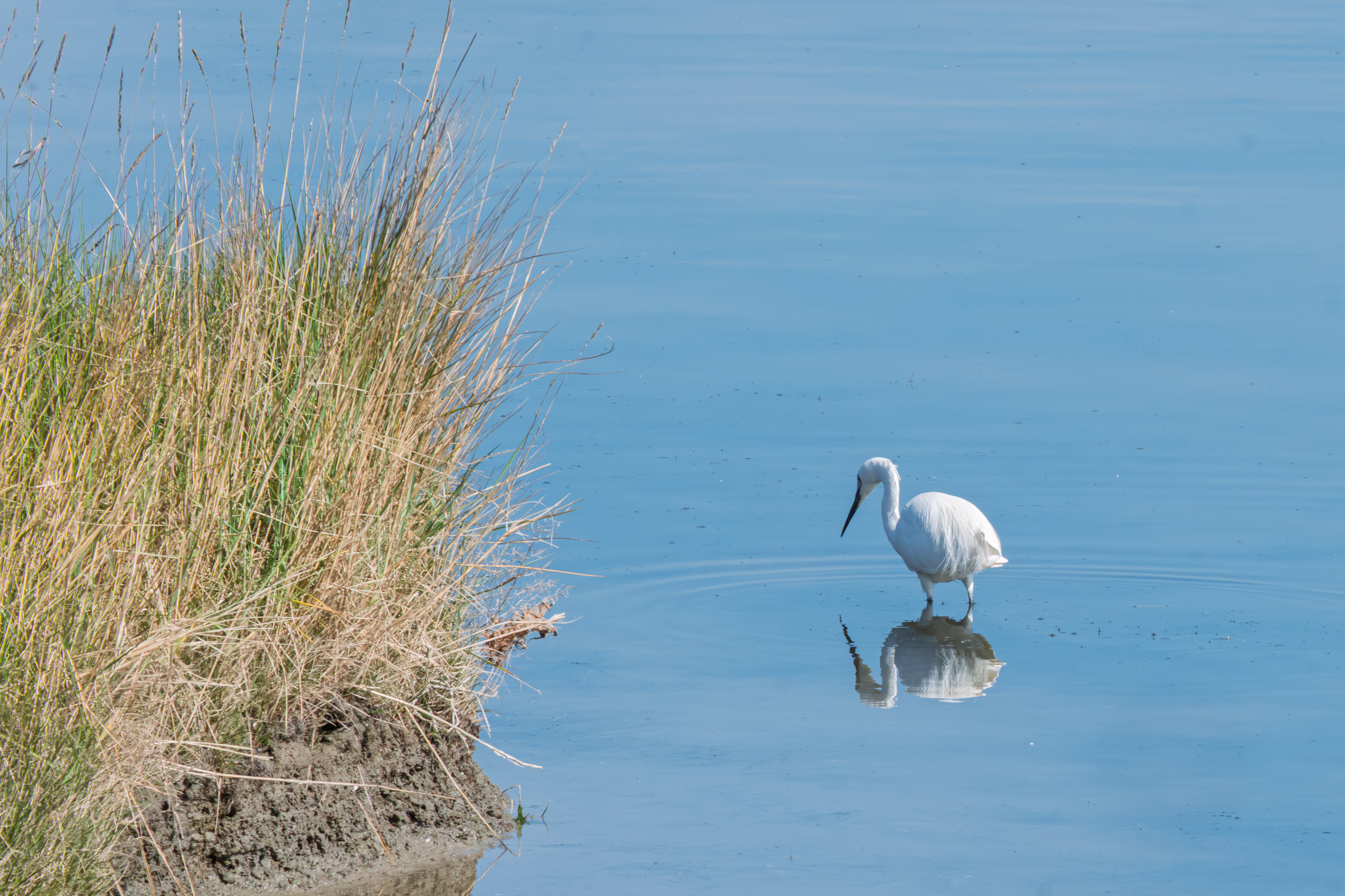36 - Aigrette