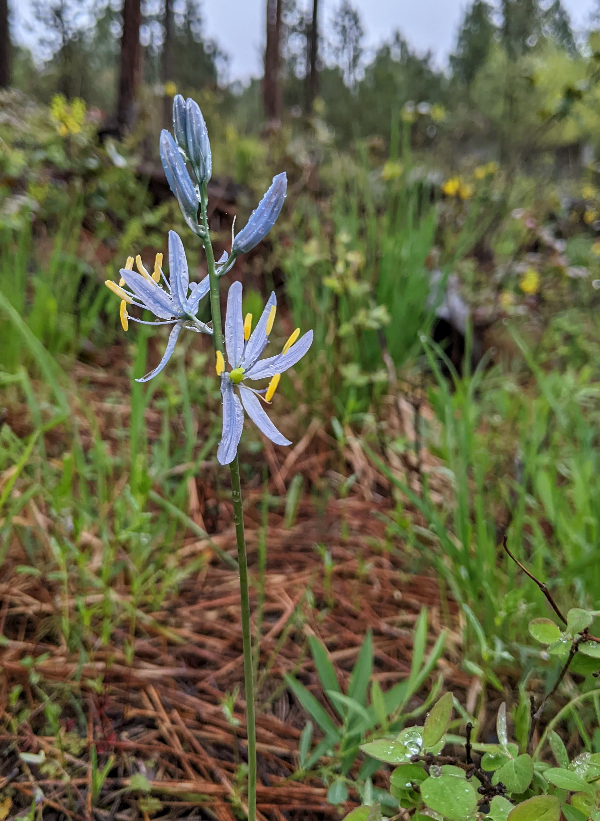 Small Camas