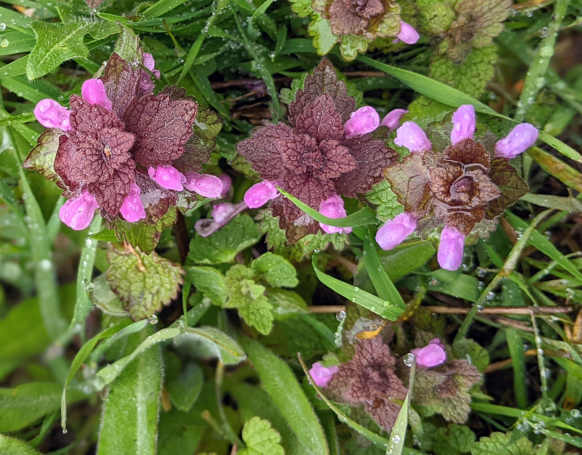 Red deadnettle