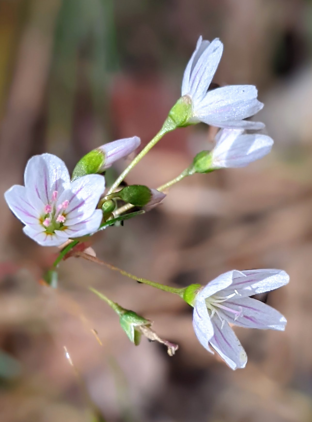 Lanceleaf springbeauty