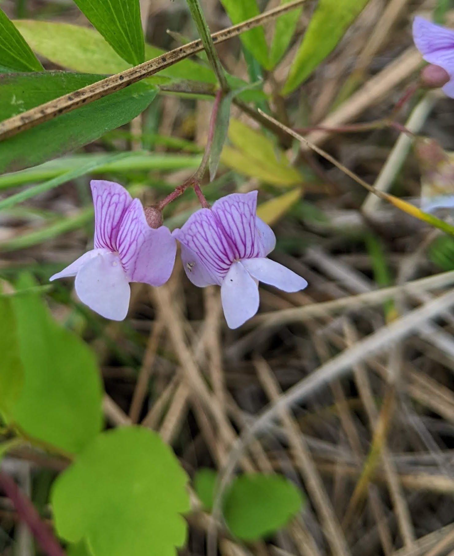 Marsh Pea