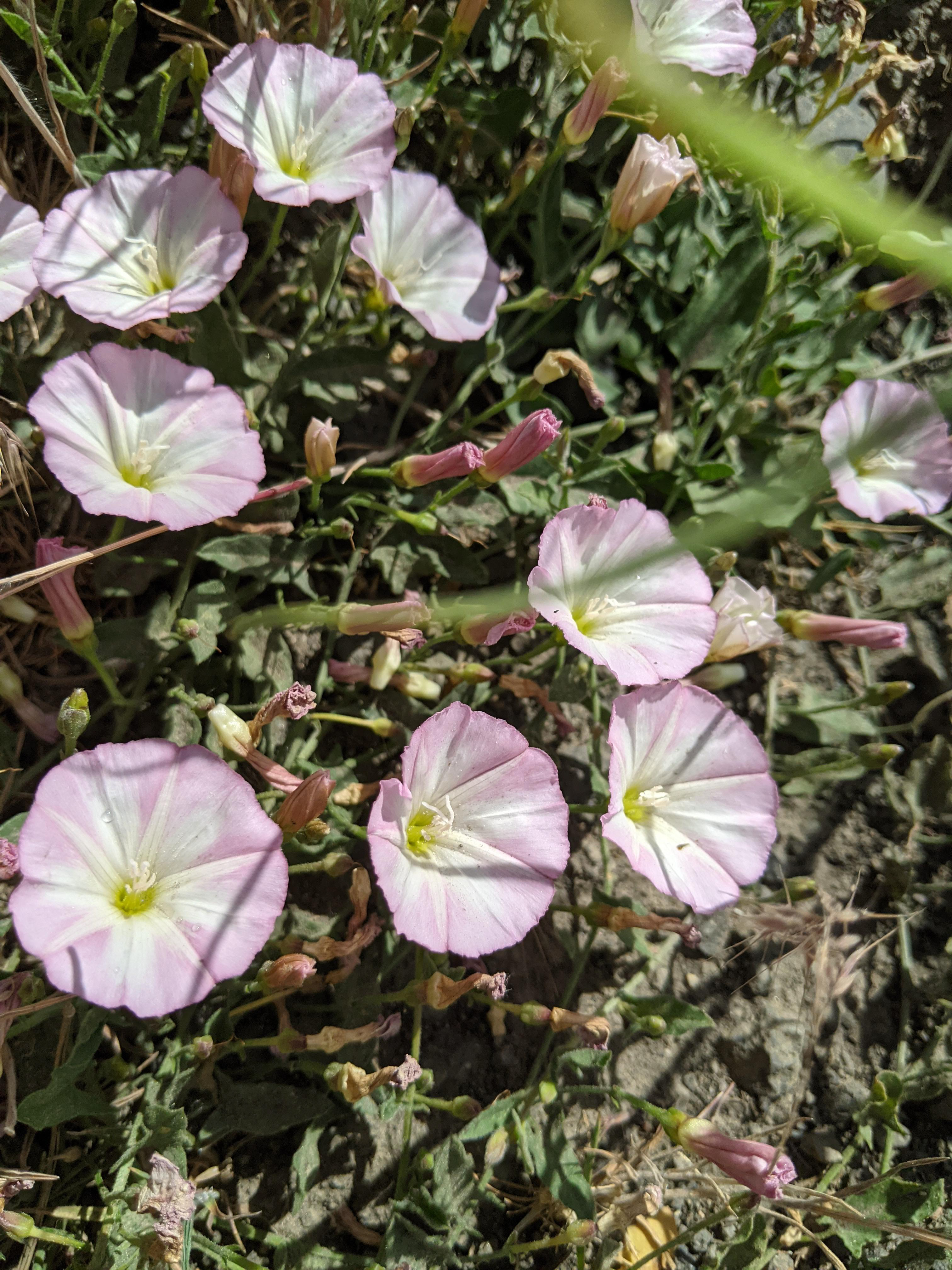Morning Glory / Bindweed