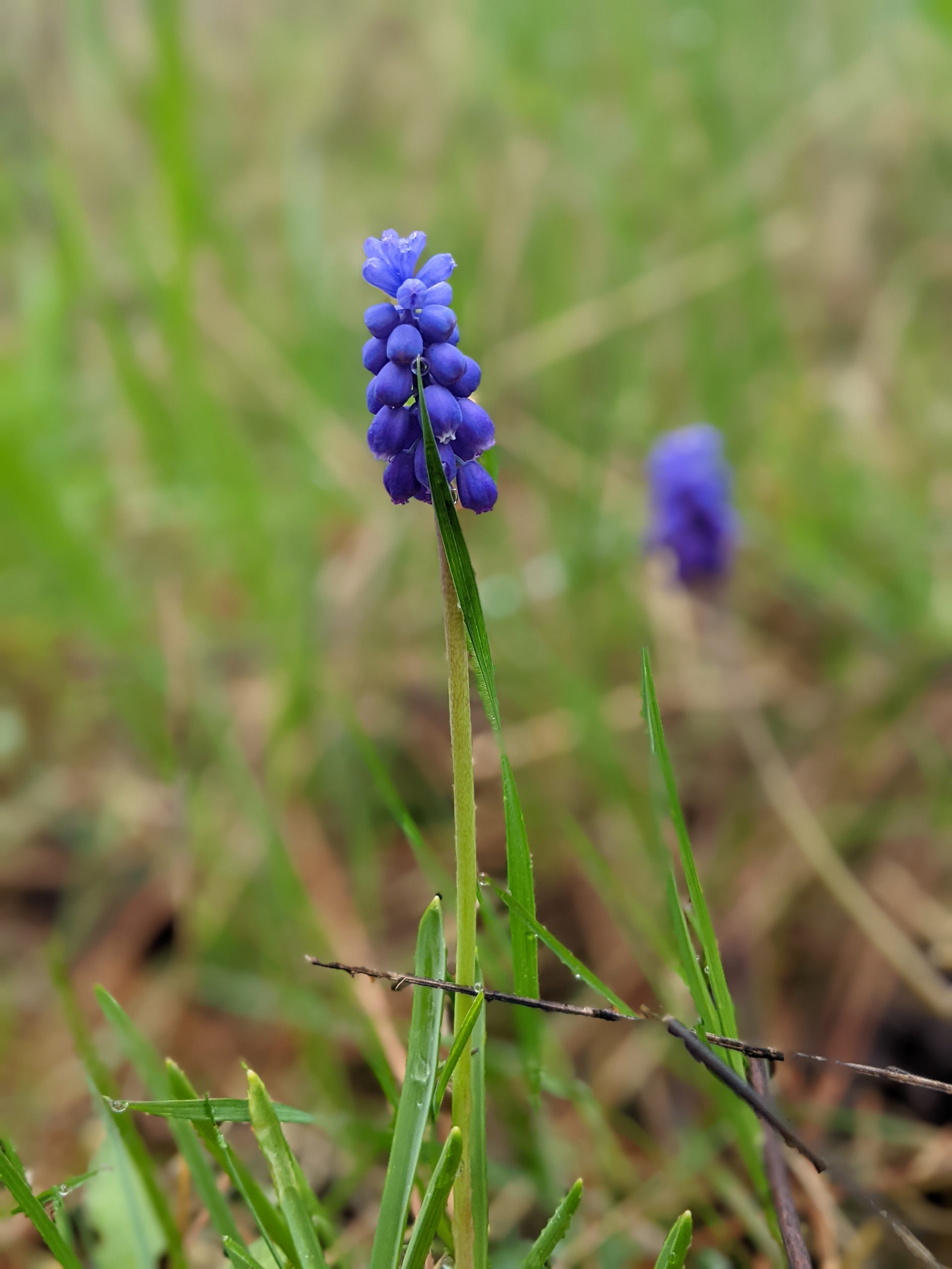 Grape Hyacinth