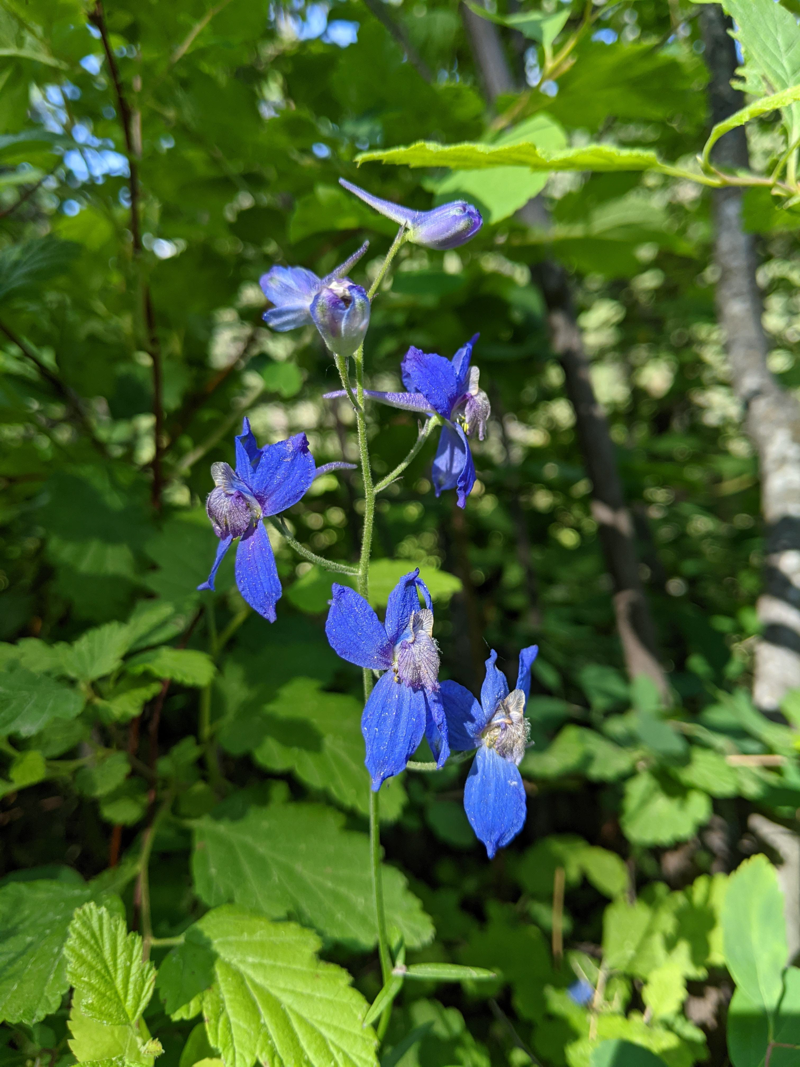 Larkspur
