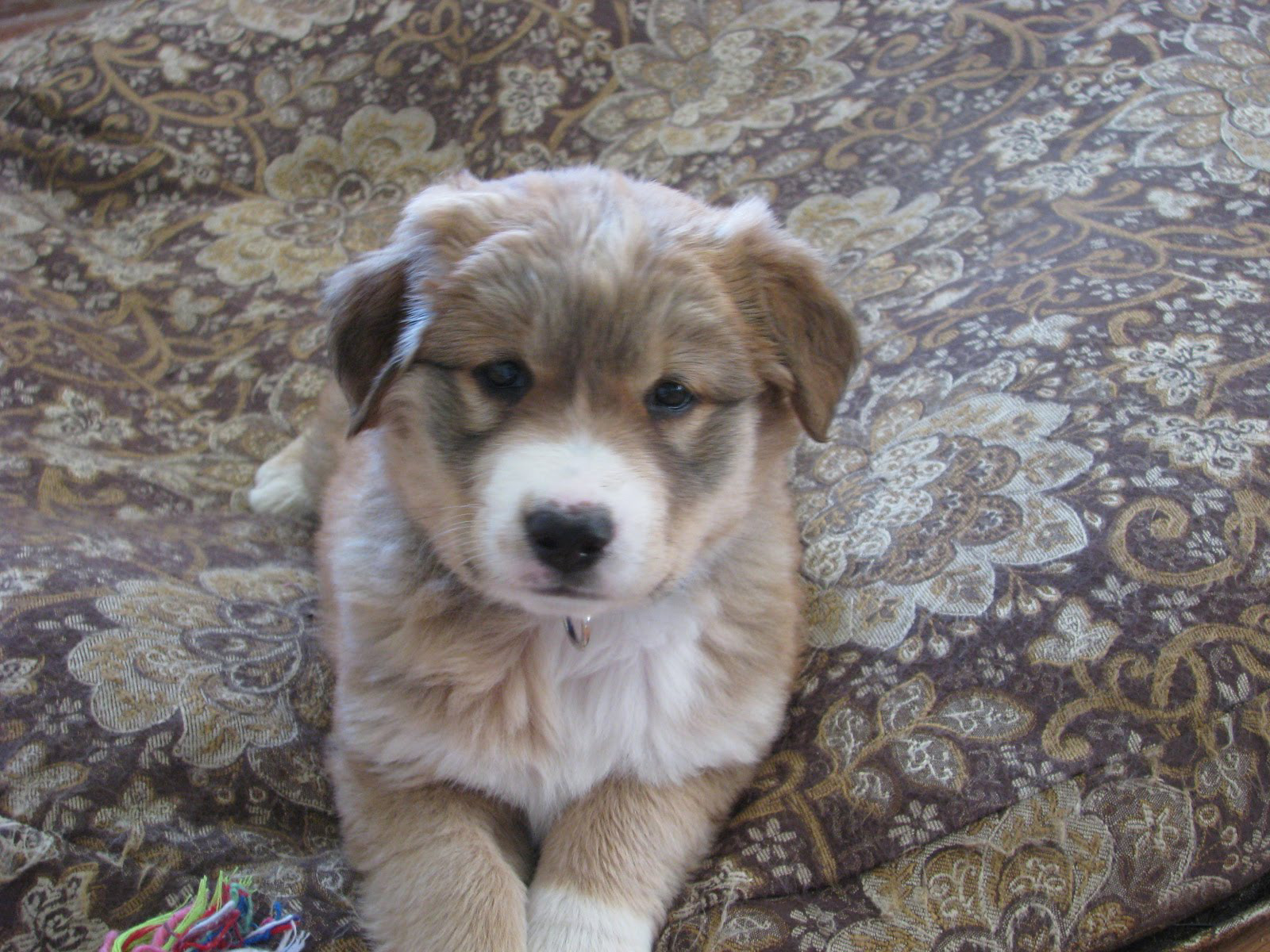 Sadie