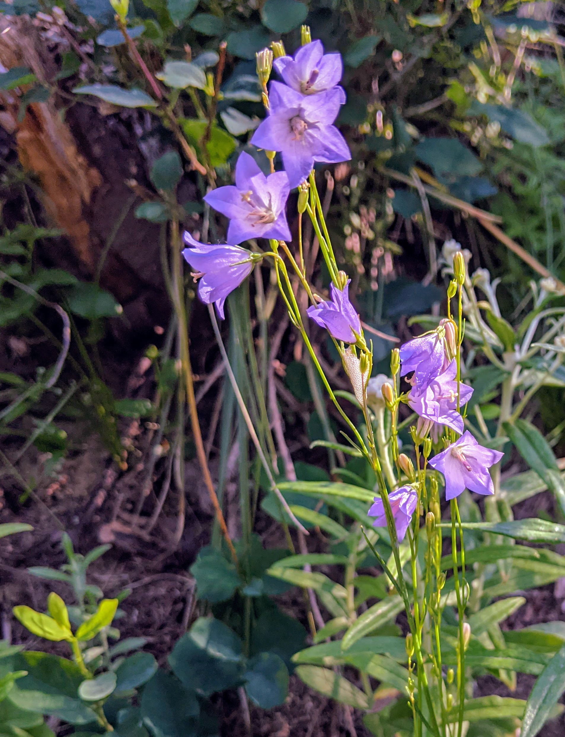 Common Harebell
