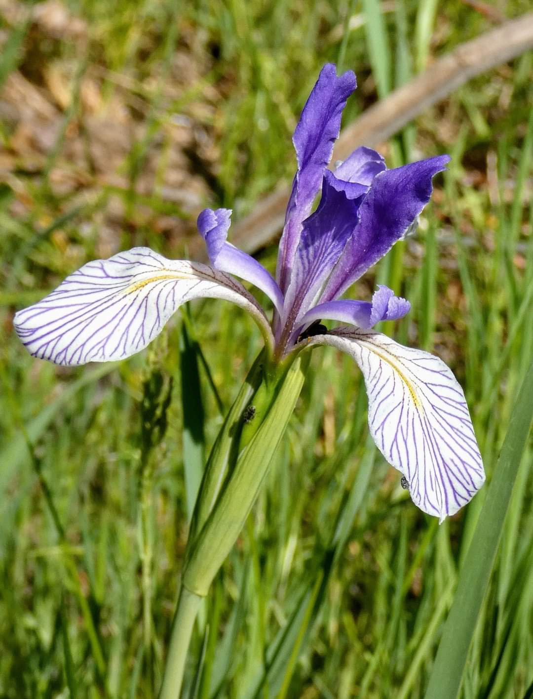 Western Blue Flag Iris