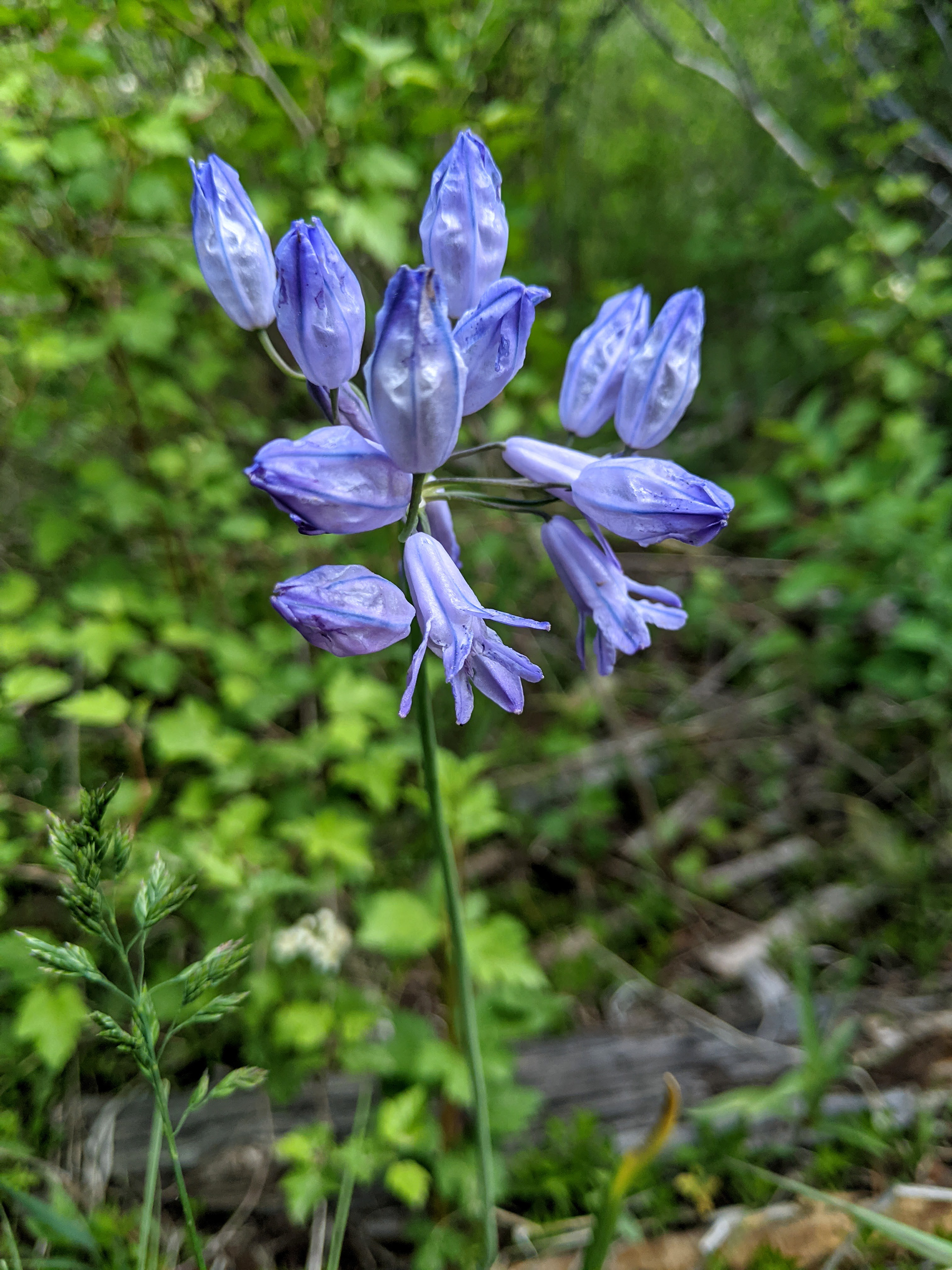 Large-flowered Triteleia